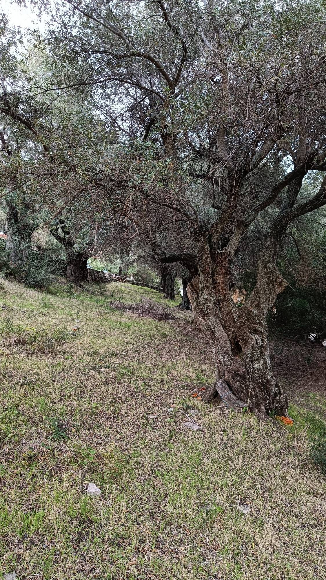 Photo of an olive grove. In the foreground a gnarled old olive tree has orange clumps of mushrooms at its base