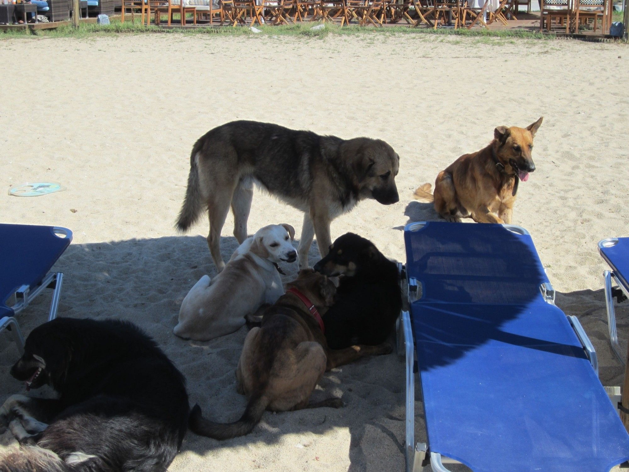 Bild vom Strand, man sieht mehrere Strandliegen und dazwischen 6 Straßenhunde, die dazwischen im Schatten liegen