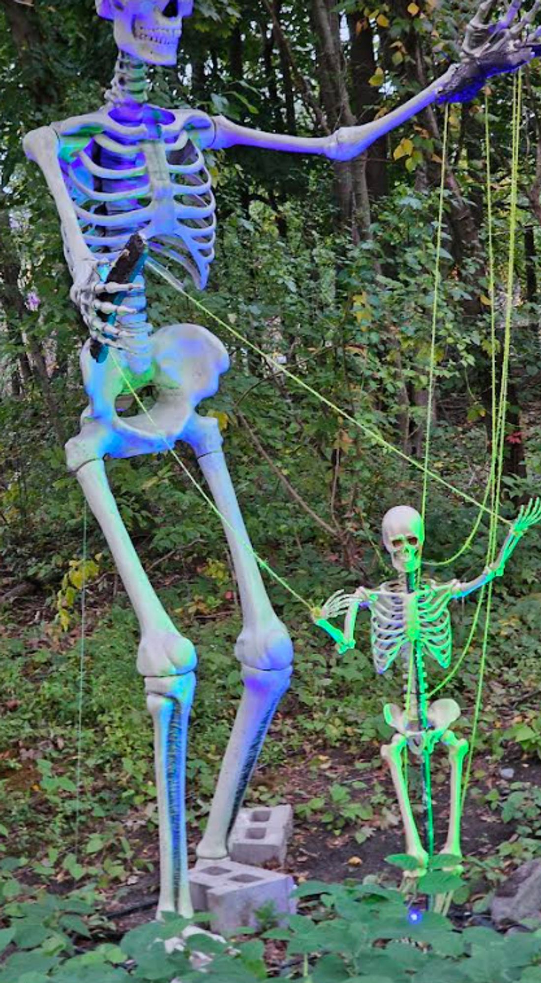 spooky neon lit skeletons. the large skeleton is puppeting the smaller one.