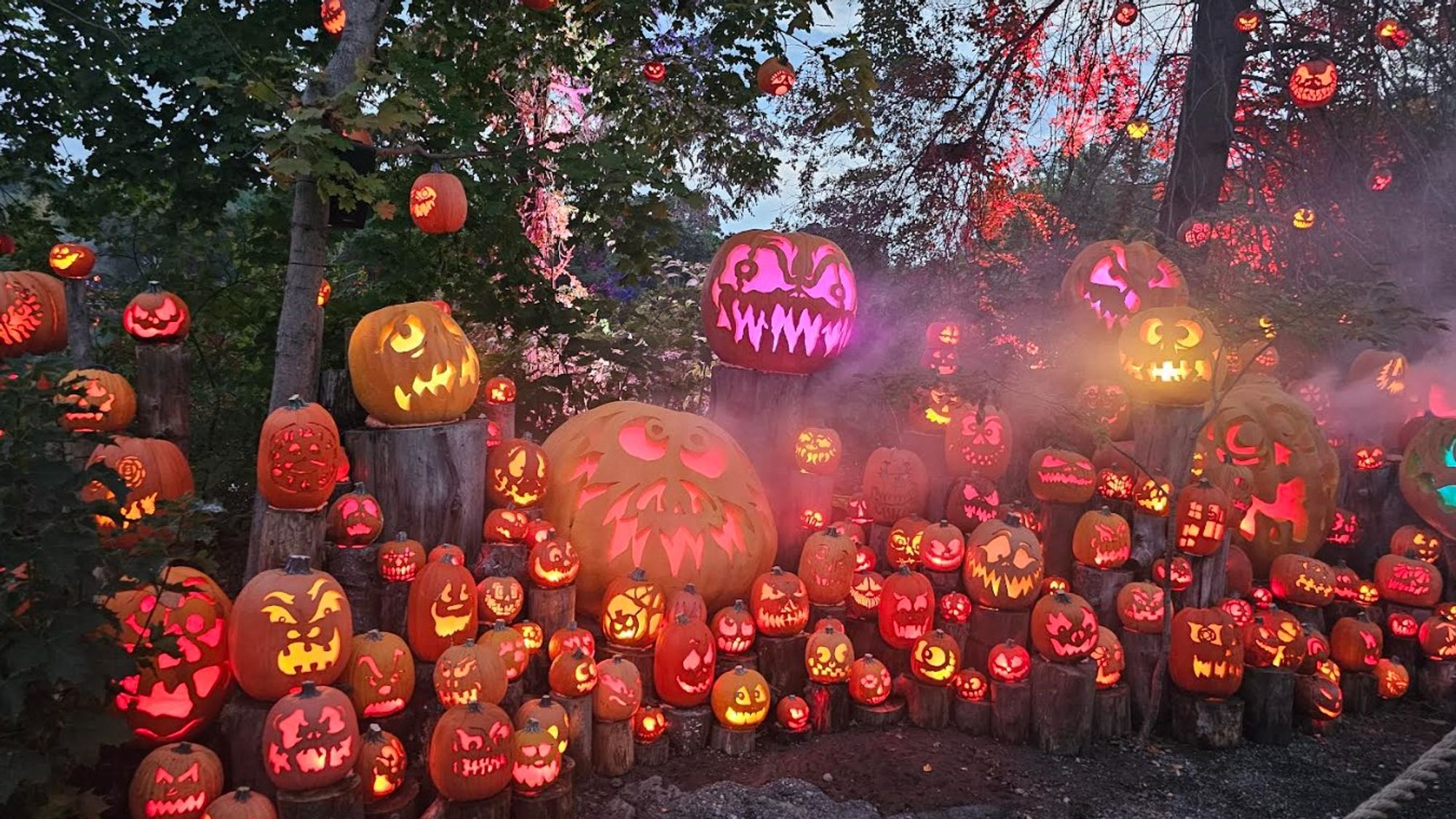 a metric fuckton of carved lit jack o'lanterns both big and small.