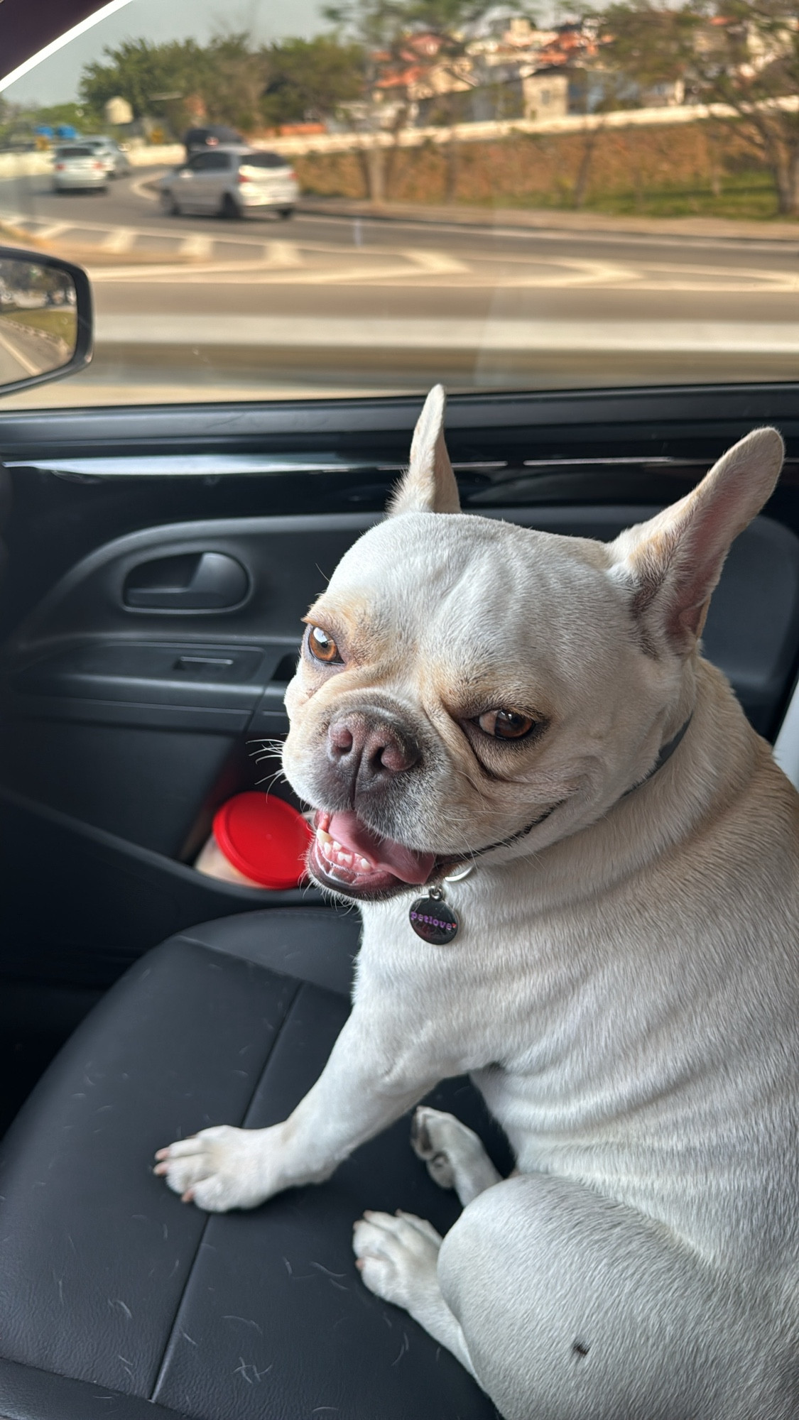 Cachorro branco da raça bulldog francês sentado no banco do carro com uma aparência feliz