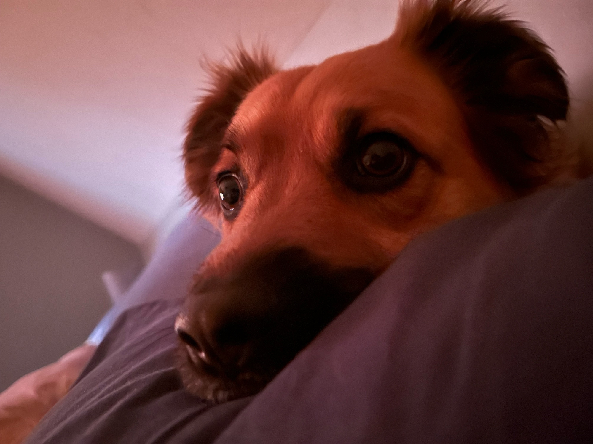  My dog with his face on my pillow. His eyes are pleading for a walk.