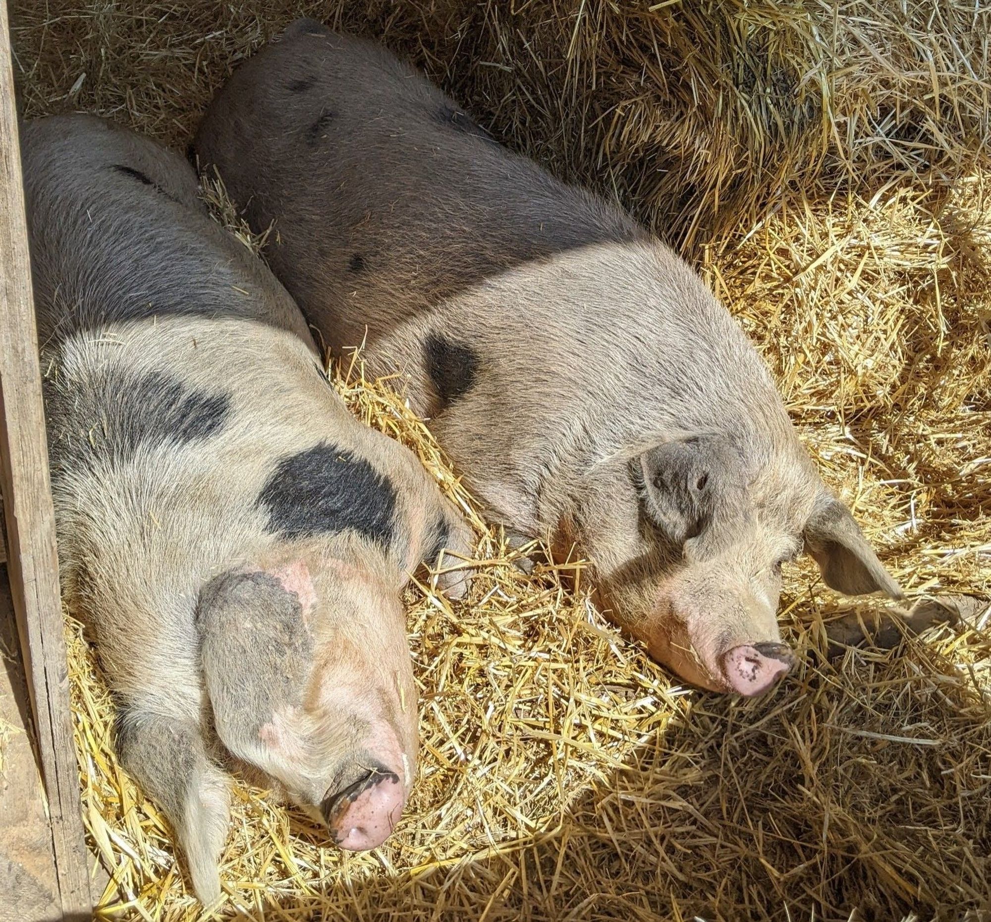 Zwei borstige hellbraune Schweine, mit schwarzen Flecken, liegen schlafend im Stroh. Dier Sonne wärmt die Hälfte Ihres Körpers. Dier Rest liegt im Schatten. Links ist ein Holzbalken zu sehen.