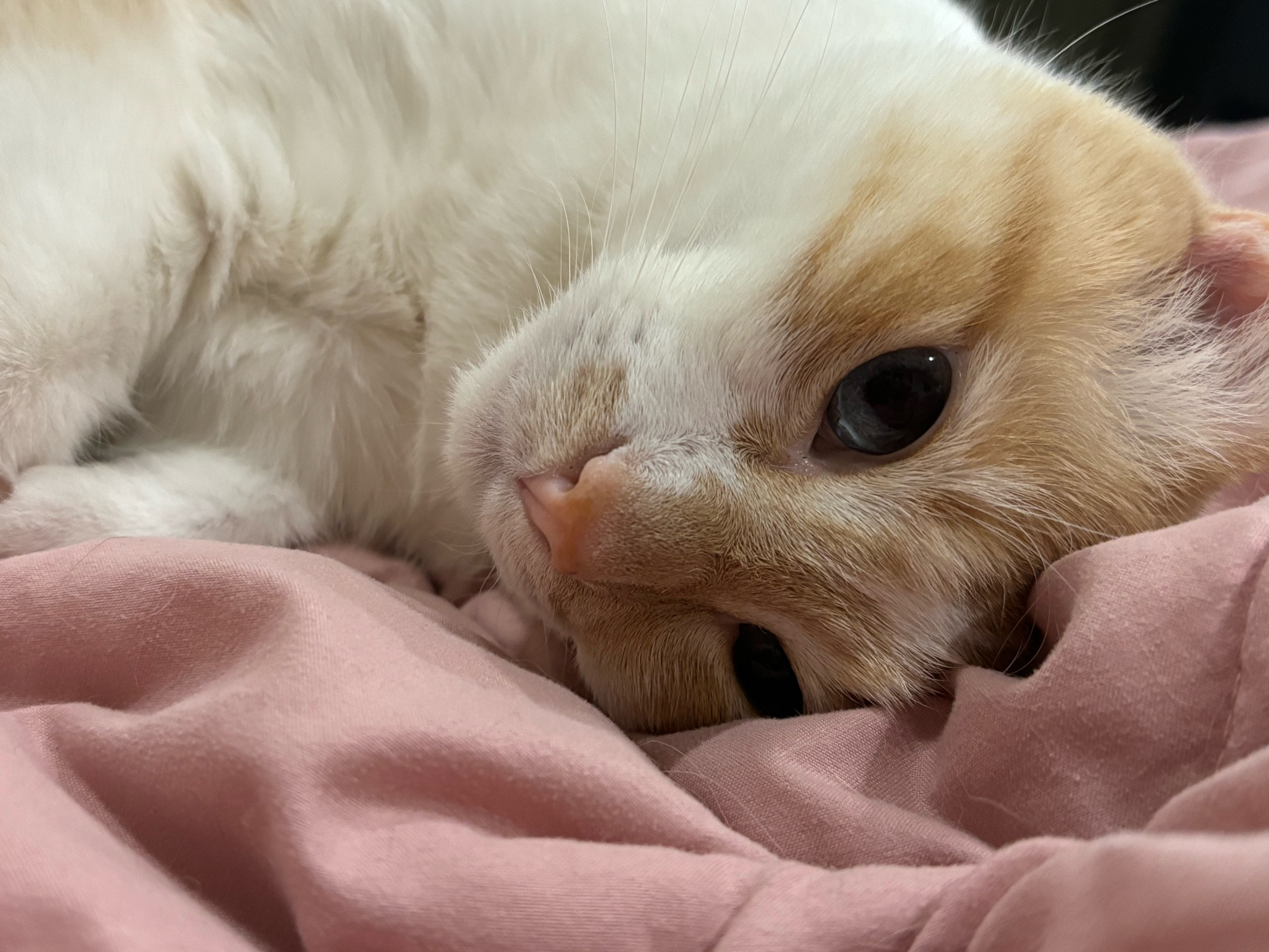 A closeup of an orange and white cat with blue eyes and a pink nose lying on his side on a pink blanket. 