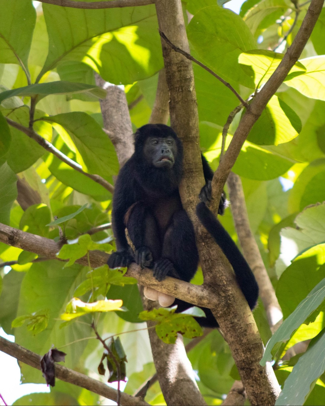 A black howler monkey sits on a tree branch, with it's gigantic white testicles hanging below the branch