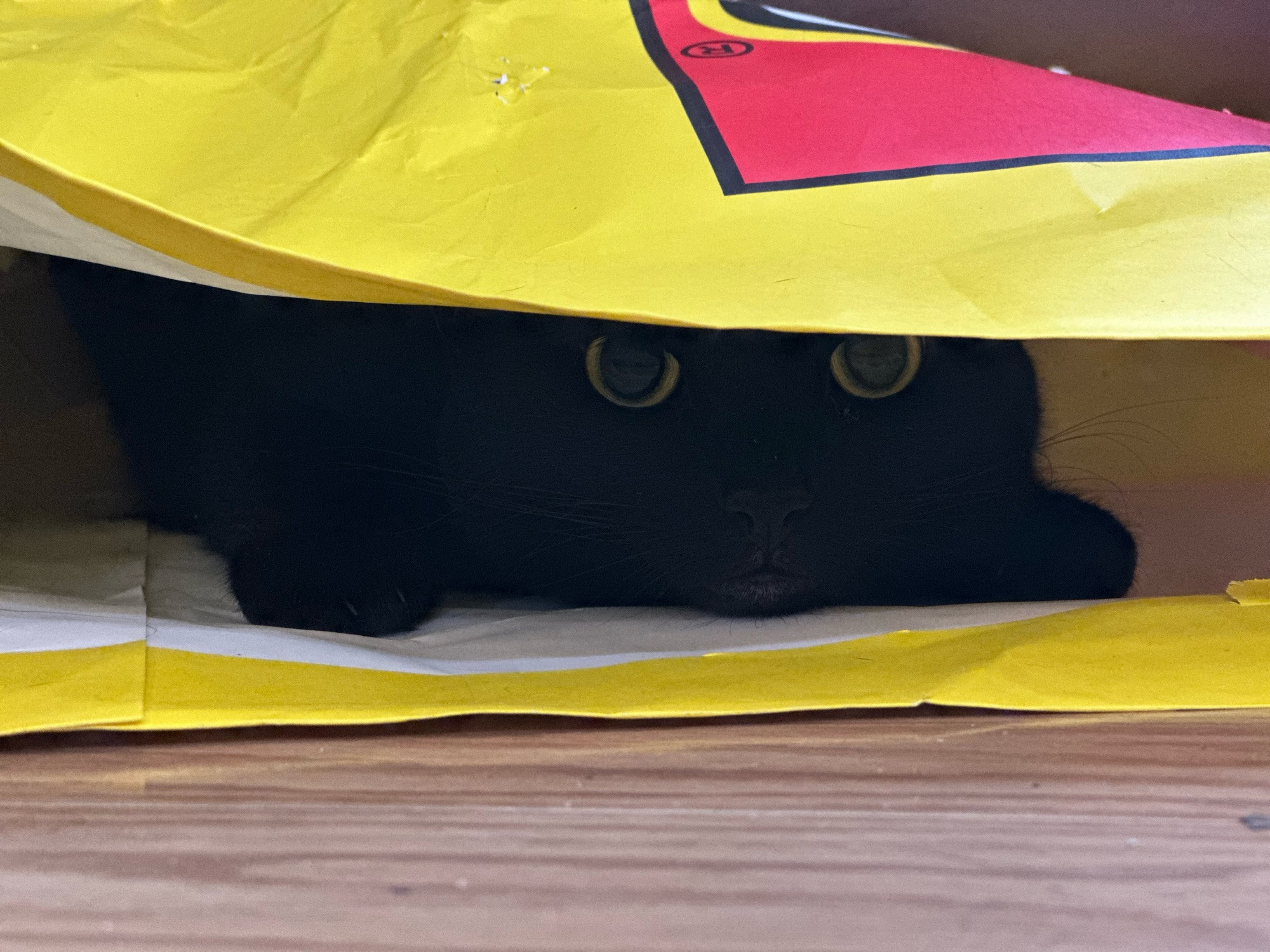 A little black cat stares at you with huge round eyes from within a slightly battered Lego store shopping bag.