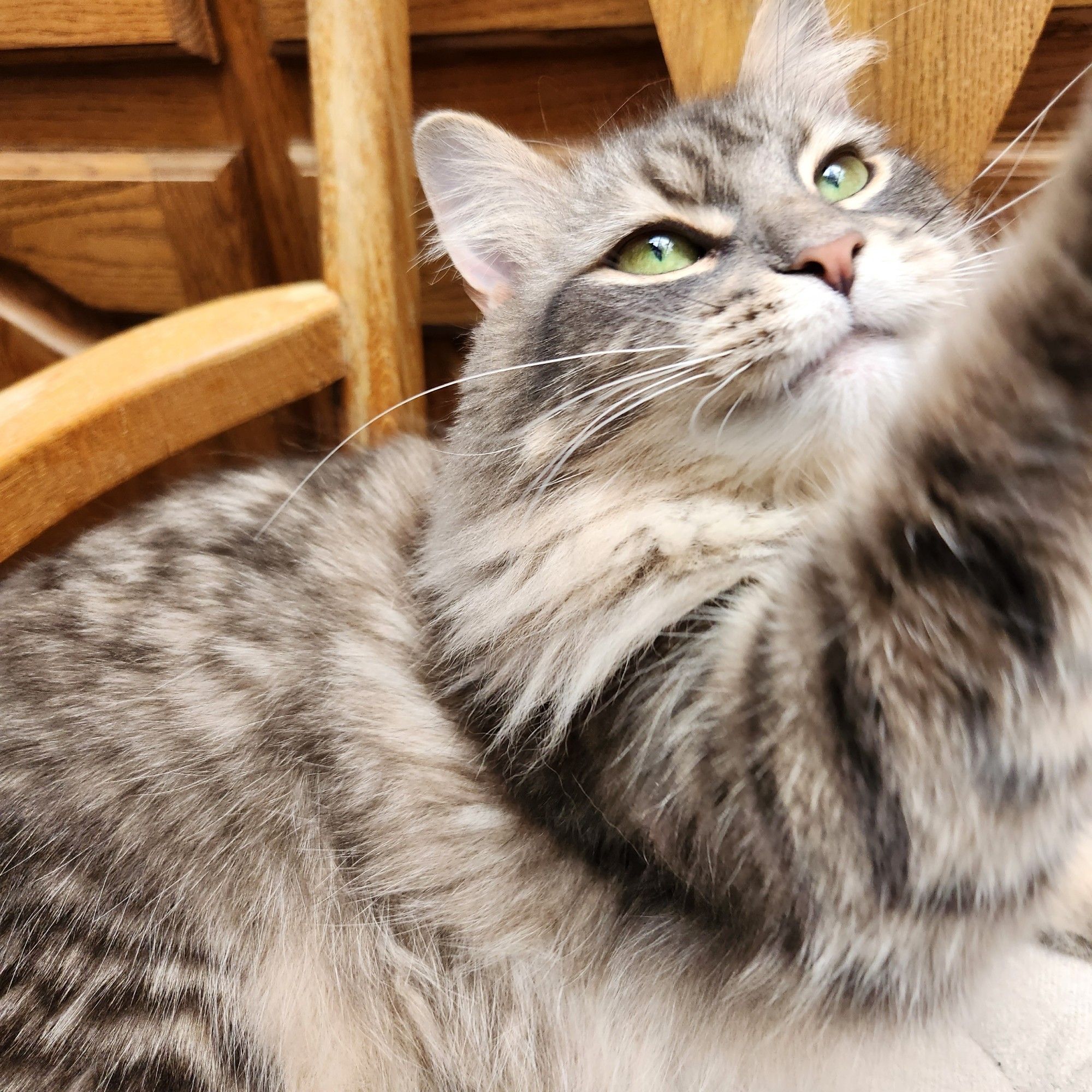 photo of a medium haired brown tabby with bright green eyes, sitting on a chair, paw extended behind the camera