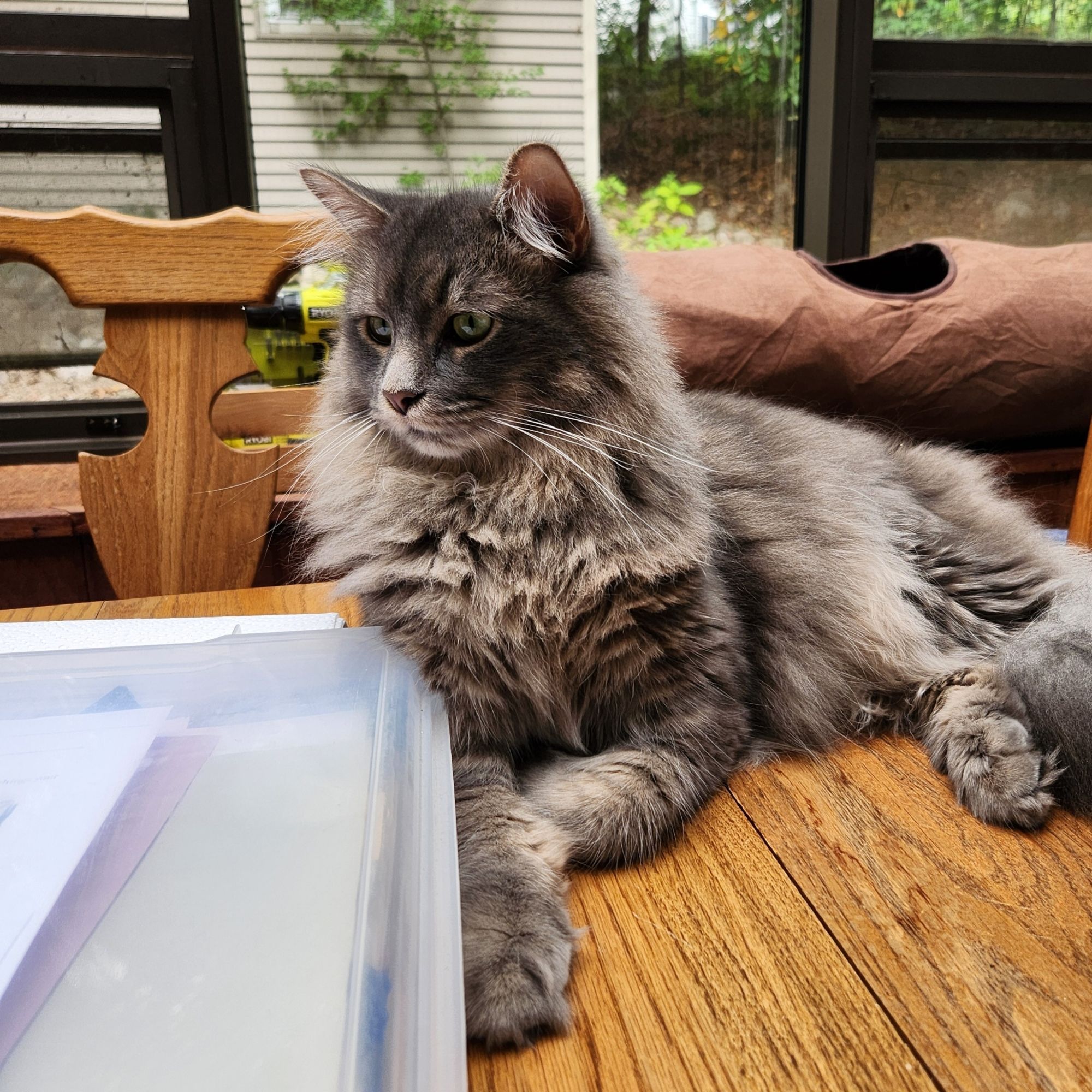 photo of a long haired gray cat, lying regally on a wooden table with his paws in front of him, looking pointedly to the left