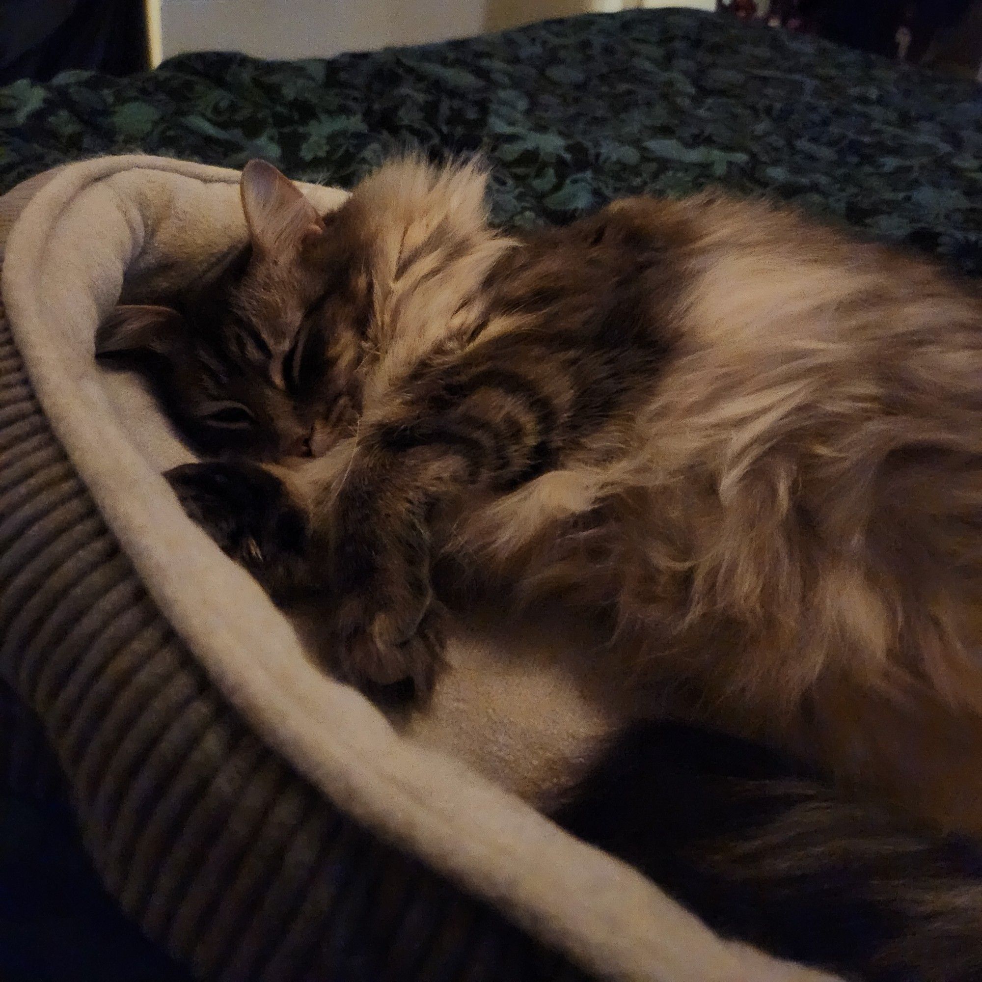 photo of a small, fluffy, tan tabby patterned cat curled up in a cat bed on a human bed