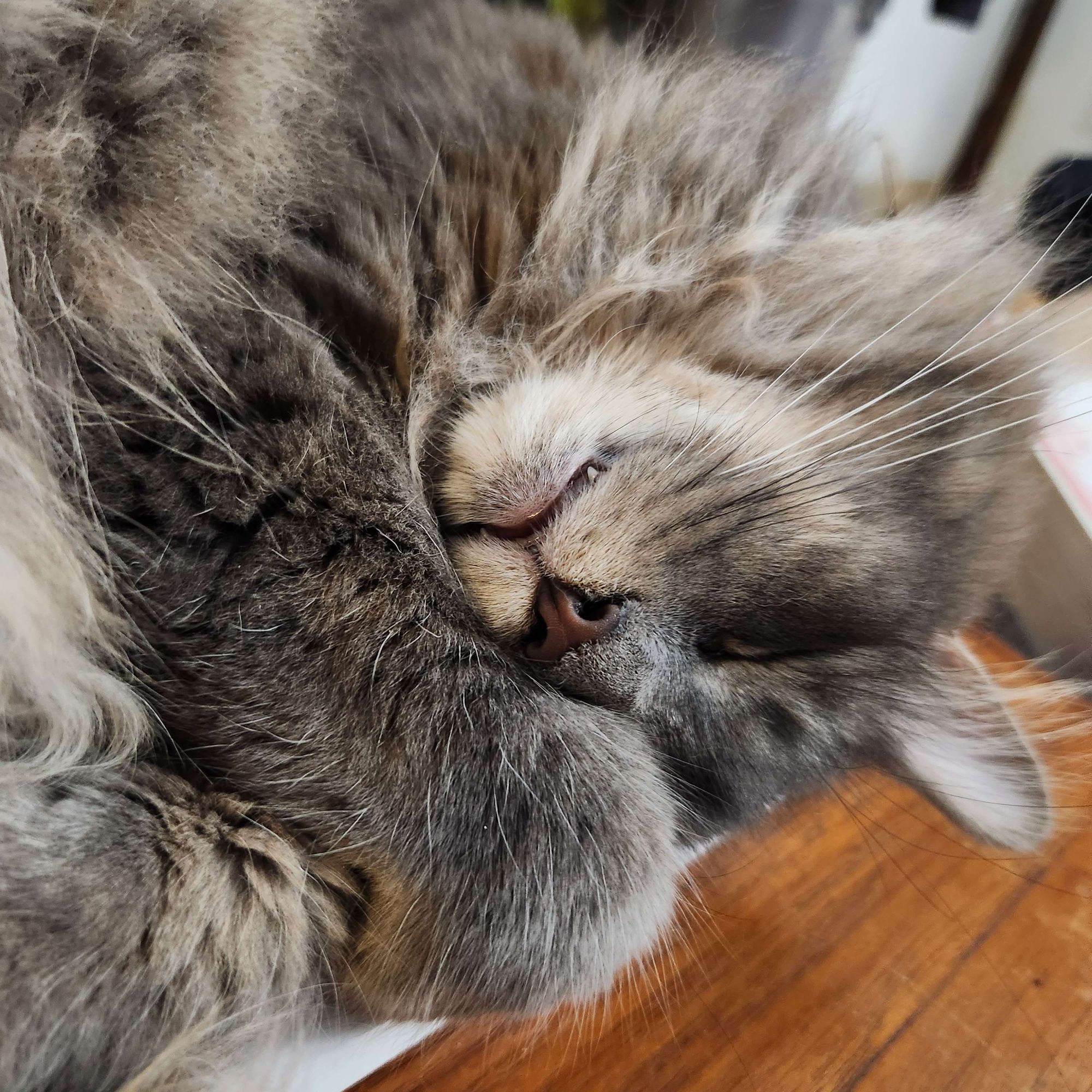 close up photo of a gray long haired cat, fast asleep, with his paw curled next to his face