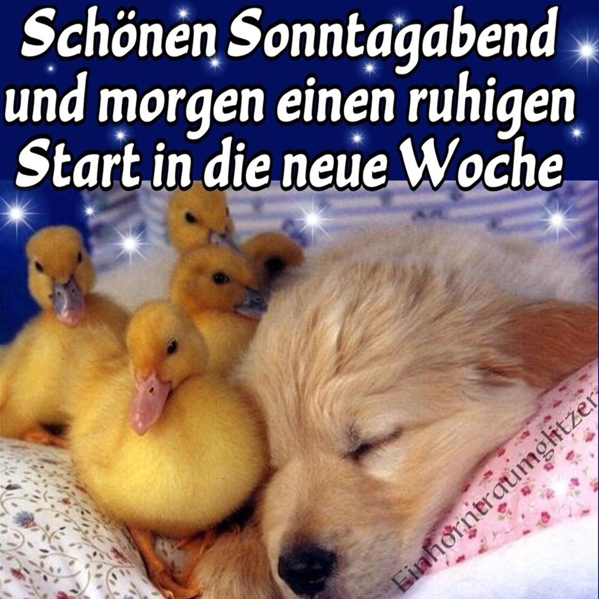 Hund schläft mit 5 kleinen Küken. 
Text: "Schönen Sonntagabend und morgen einen ruhigen Start in die neue Woche."