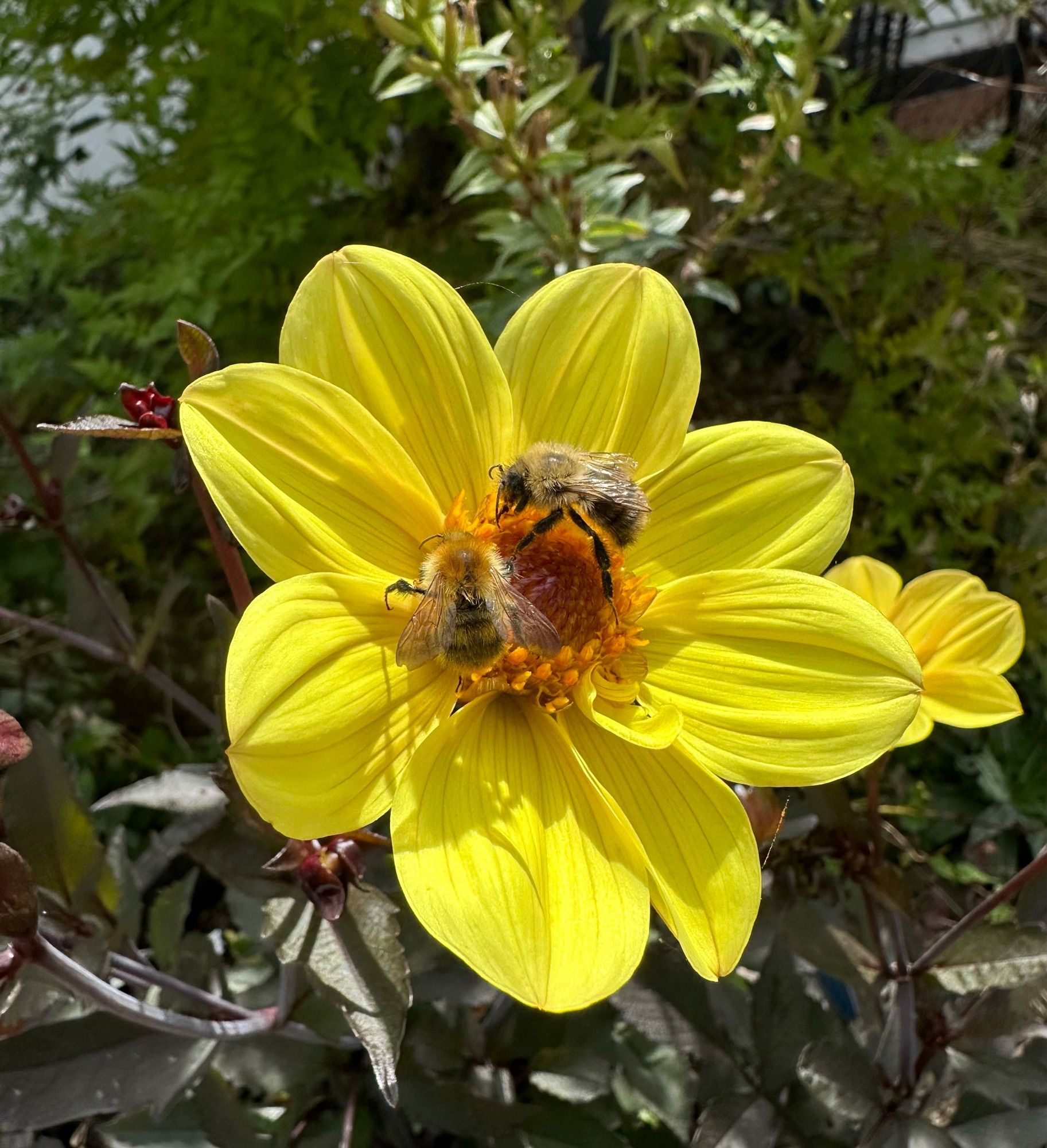 Yellow dahlia with 2 bees feeding upon it.