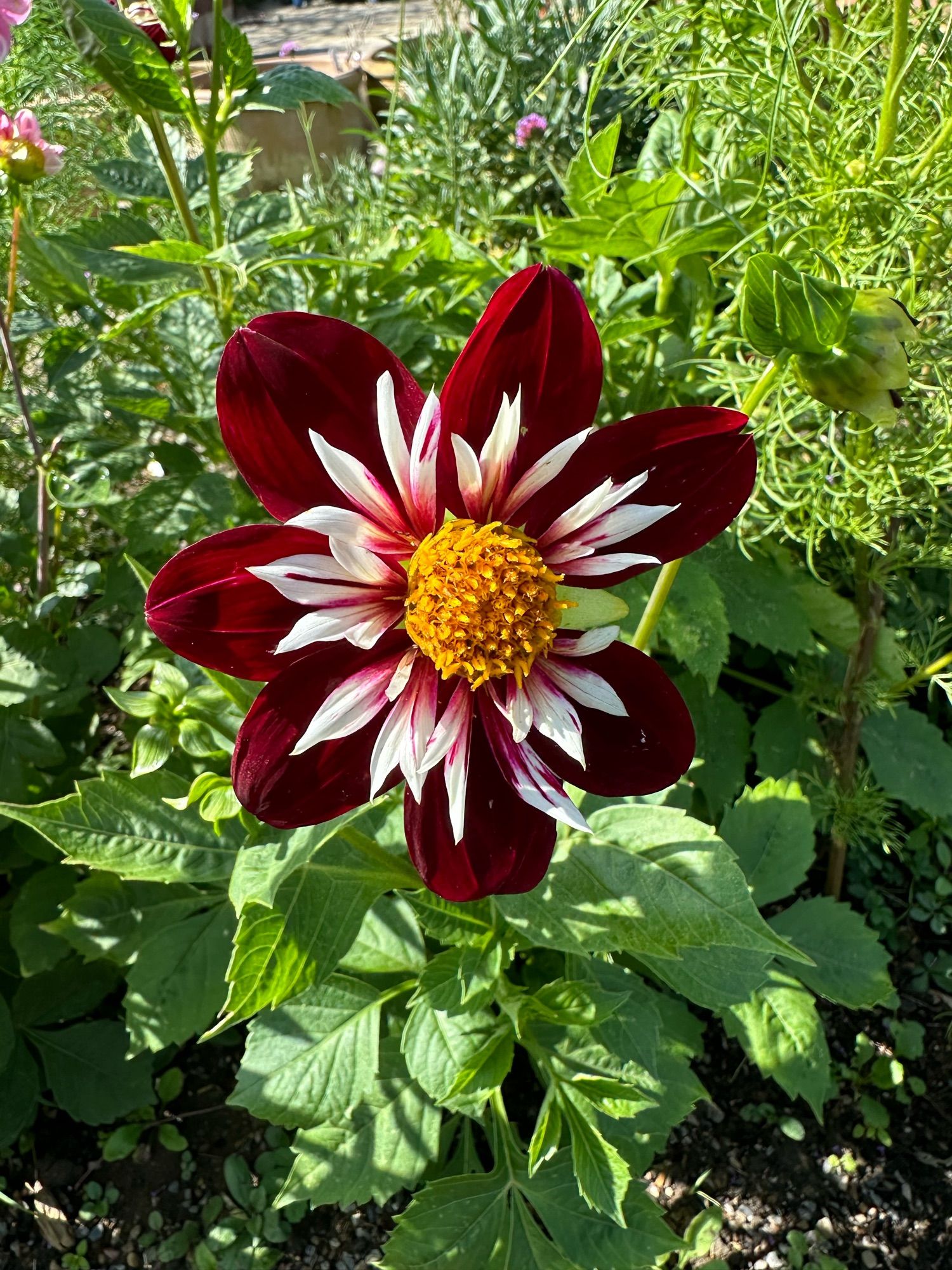 Maroon flower with a white middle fringe and a yellow centre.