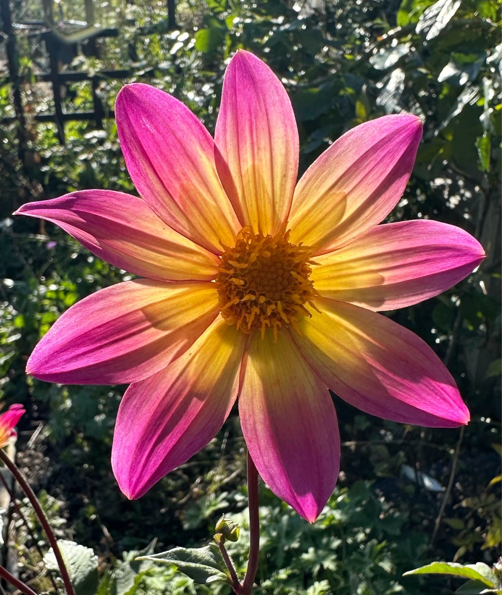 Pink single-flowered dahlia, with 9 petals and a yellow centre.