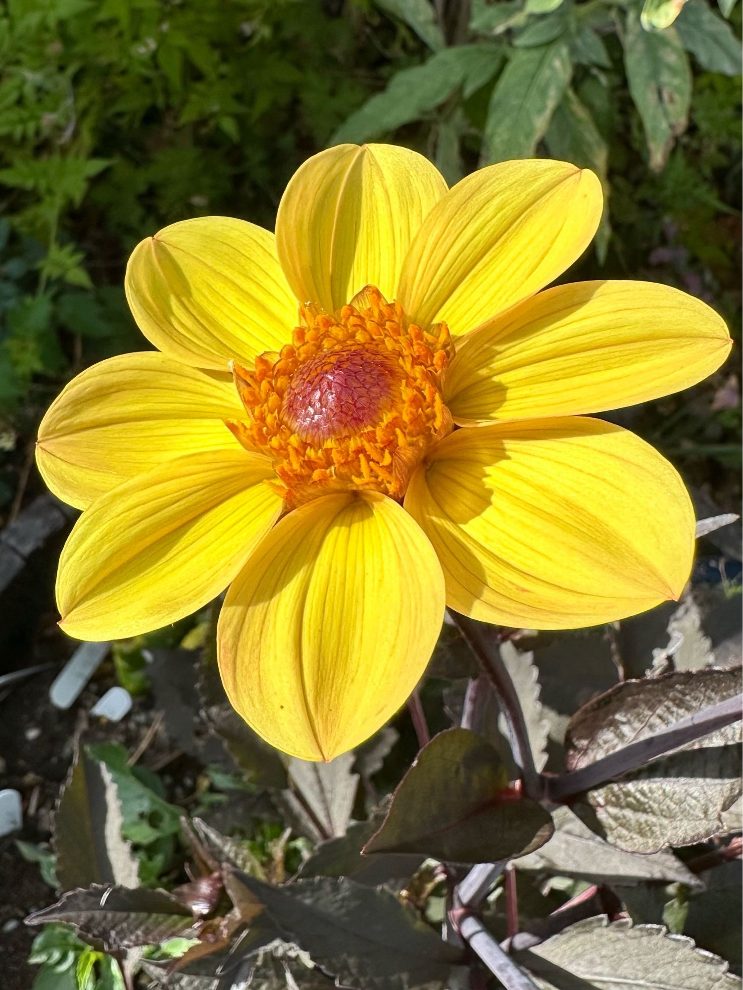 Singular yellow dahlia flower with dark-coloured leaves.