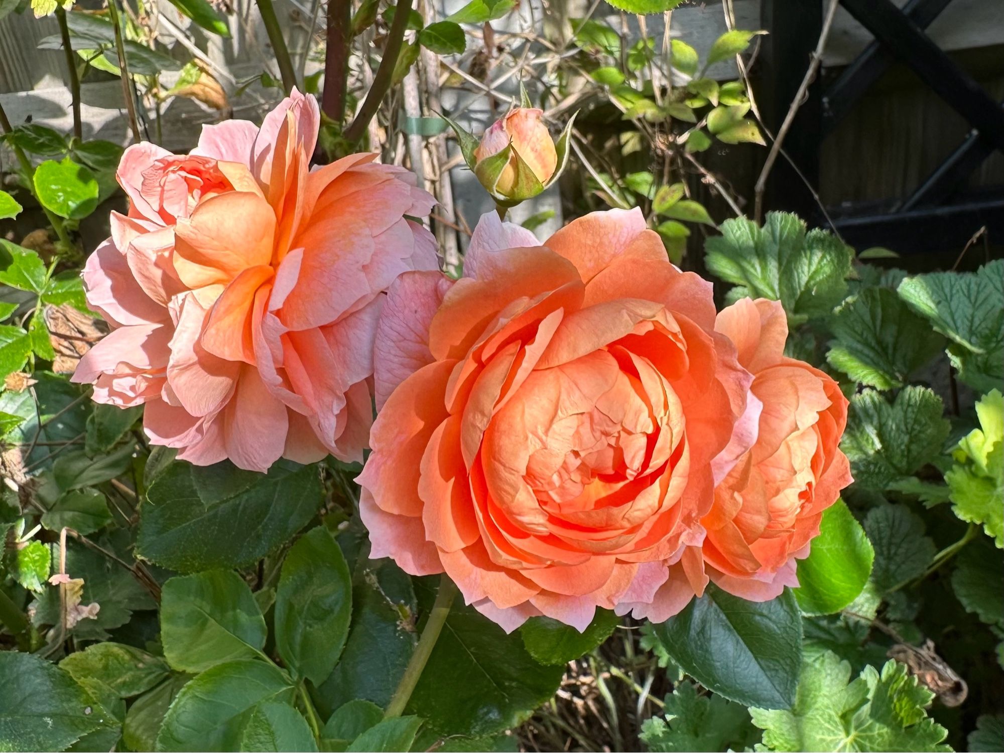 Peach coloured double flowered roses.