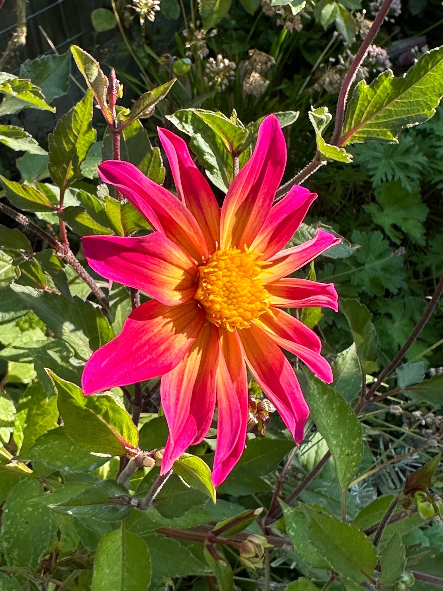 Single-flowered cerise pink flower.