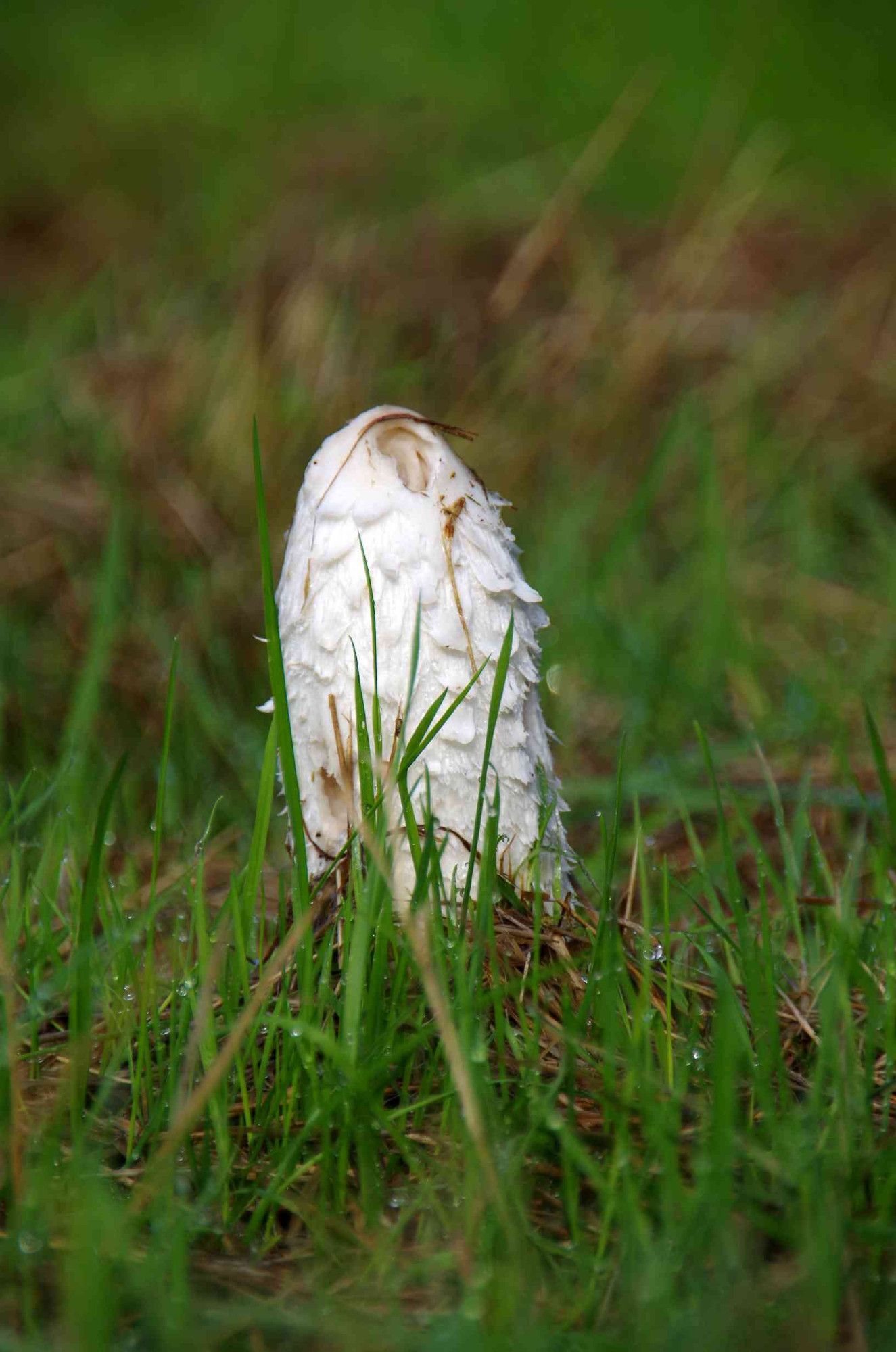 White mushroom looks like a wig