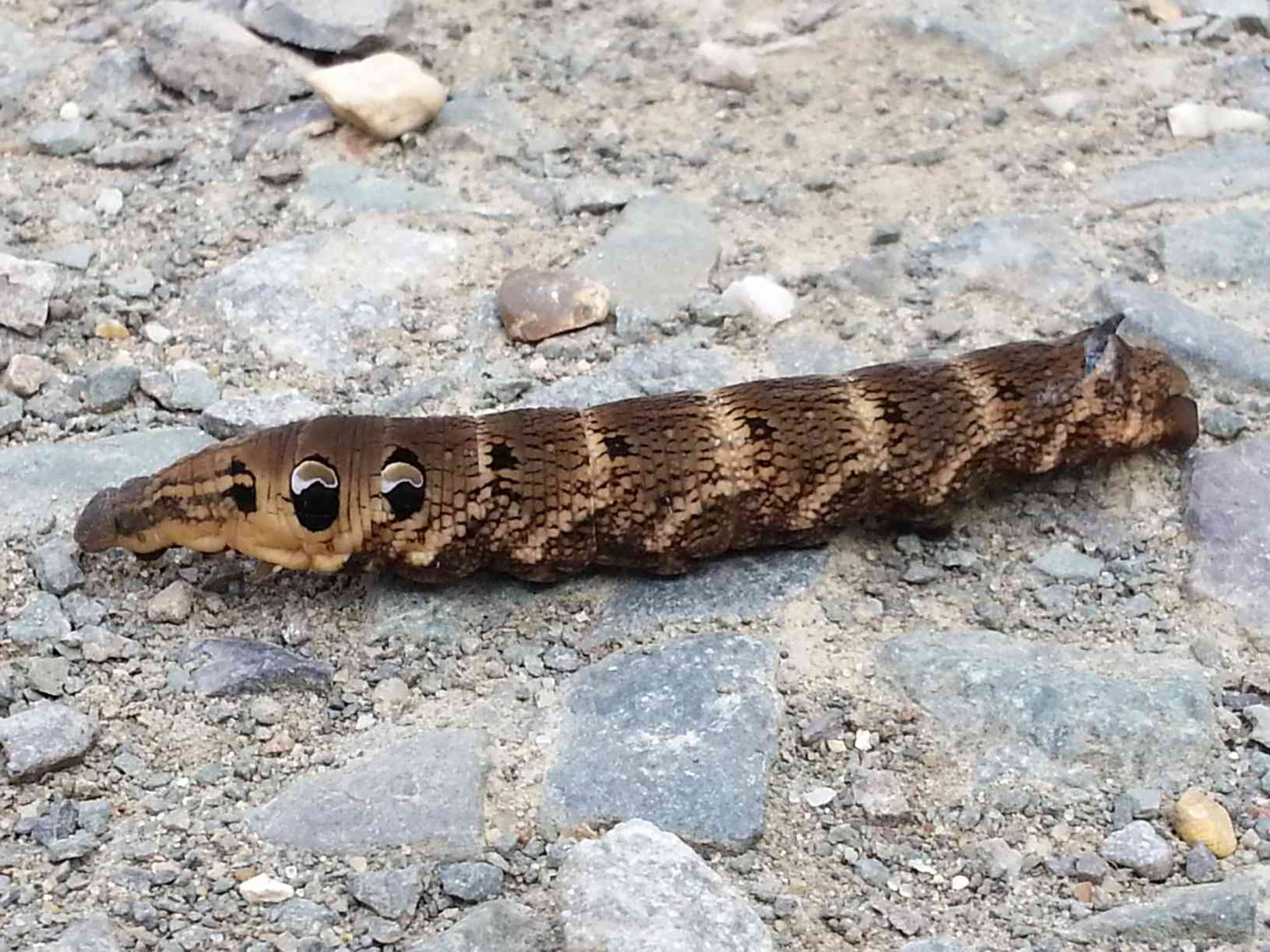 Large caterpillar with convincing eye spots