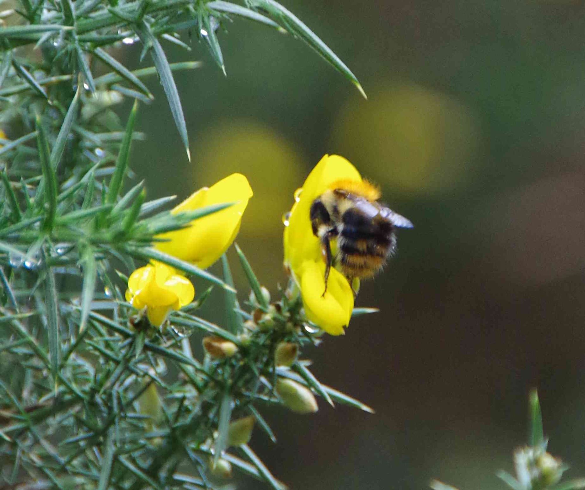 Common Carder Bee on gorse this morning