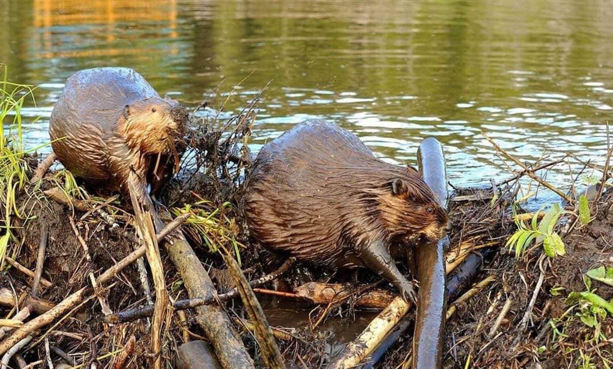 Since their return to the UK, beavers have created more reservoirs than the privatised UK water companies have managed to build since 1969.