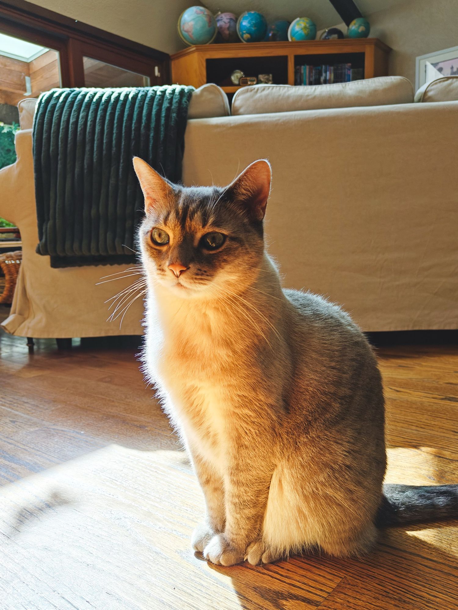  A cat sitting on a hardwood floor, in a patch of sun.