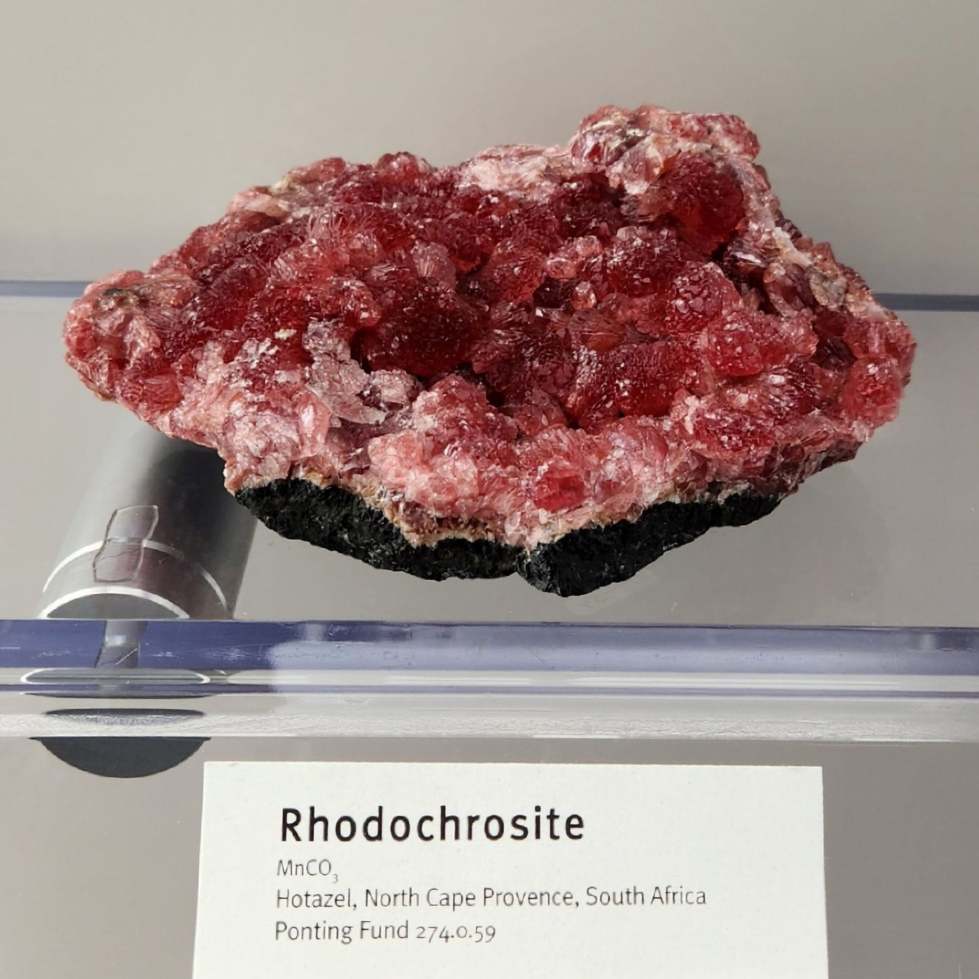 Bowl-shaped rock has rosettes of gemmy red rhodochrosite that displays shades of pink on the front and back edges of the specimen. 

Label reads: 
Rhodochrosite
MnCO3
Hotazel, North Cape Provence, South Africa
Point Fund 274.0.59