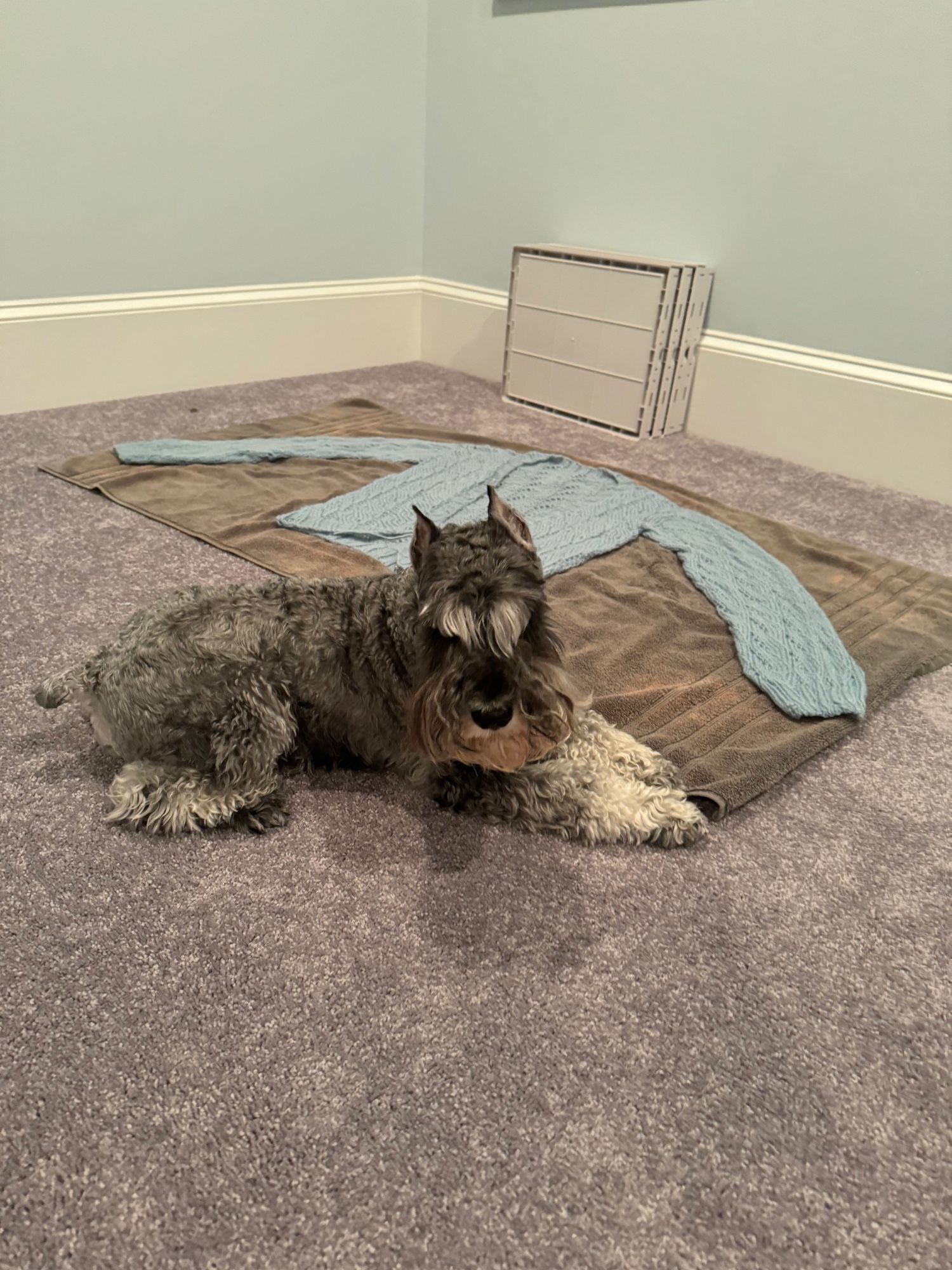 a blue green lace v-neck cardigan is laid flat on a grey towel on top of a grey rug with a grey miniature schnauzer laying in the foreground.