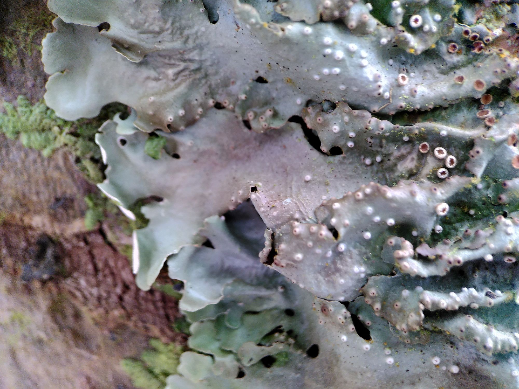 lichen Lobaria sp. (own photo)