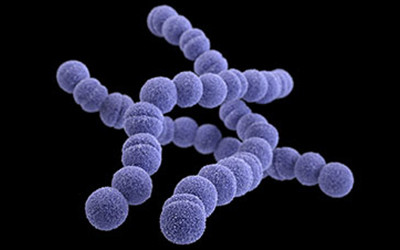 Streptococcus pyogenes [Source: https://www.cdc.gov/streplab/groupa-strep/index.html]