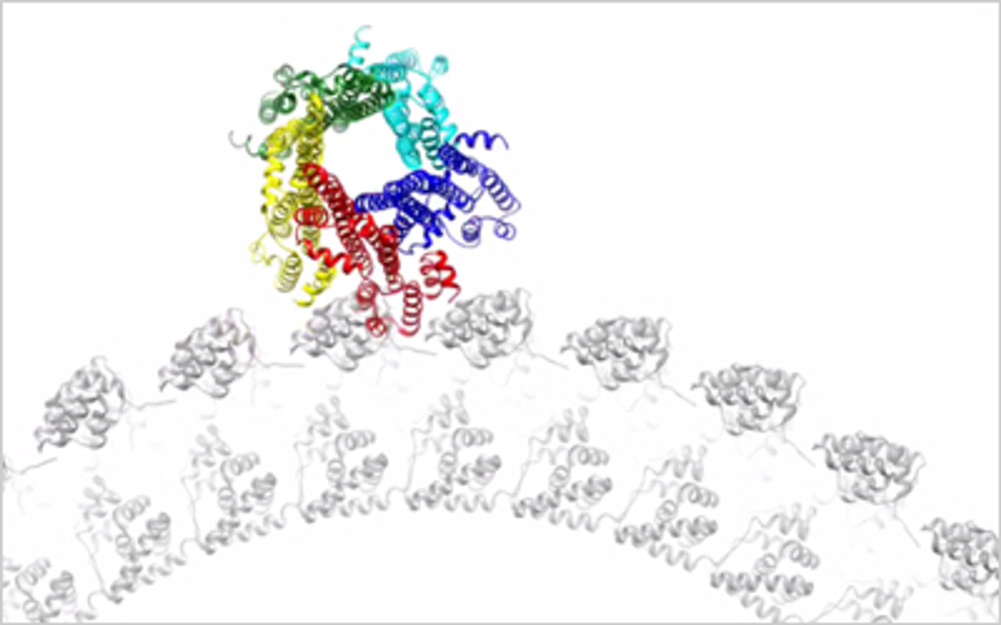 Scre­en­shot from animation demonstrating gearing in the Sal­monella flagellum. [Source: https://pubmed.ncbi.nlm.nih.gov/38459206/]