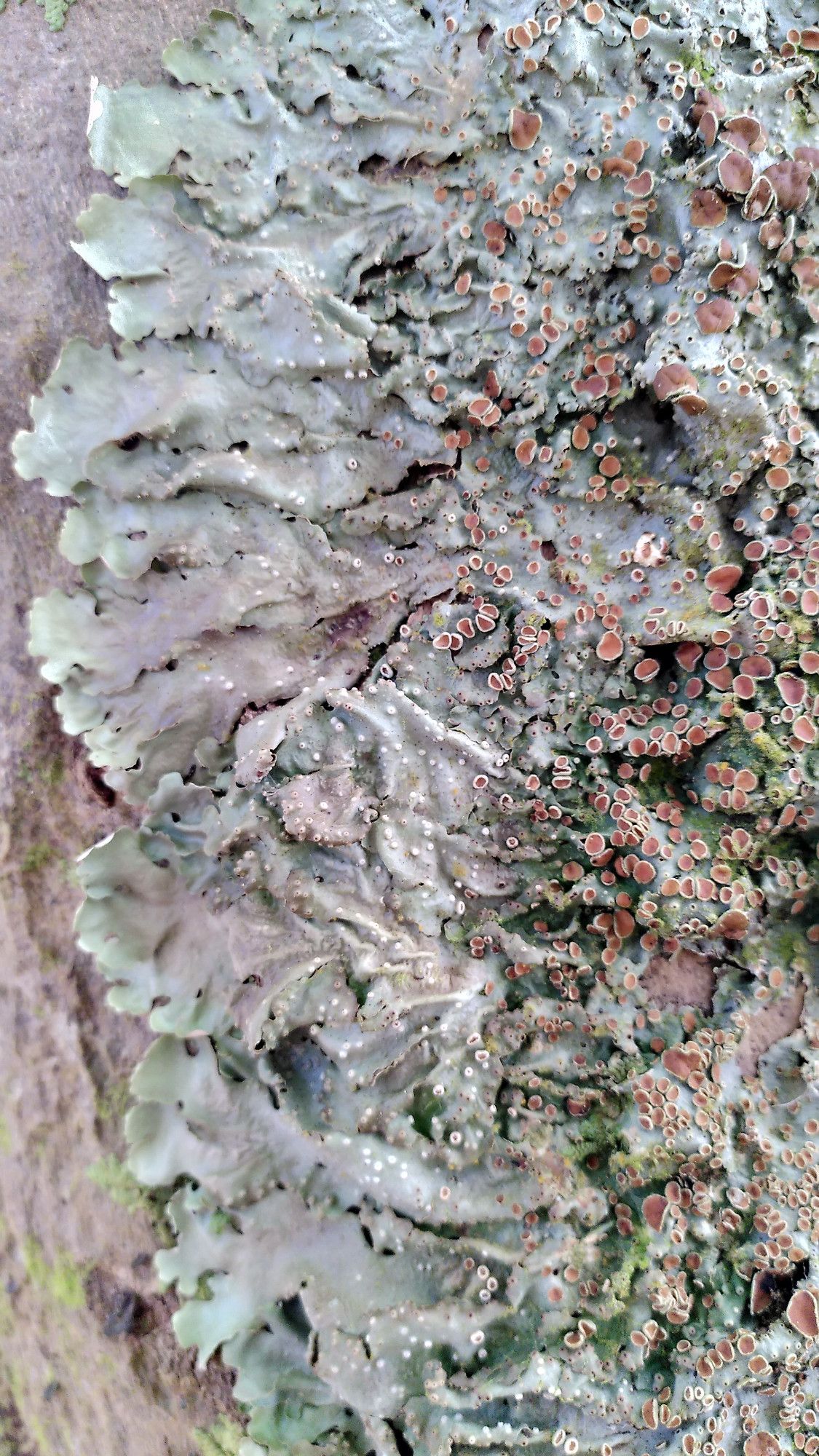 lichen Lobaria sp. (own photo)