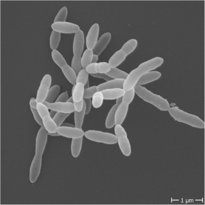 Cell morphology of Christensenella minuta. C. minuta (DSM22607) was grown in supplemented brain heart infusion to reach full turbidity, approximately 72 h. Cells were washed twice and subsequently resuspended in phosphate buffered saline prior to submission to the electron microscopy facility at the MPI for Developmental Biology, Tübingen, Germany