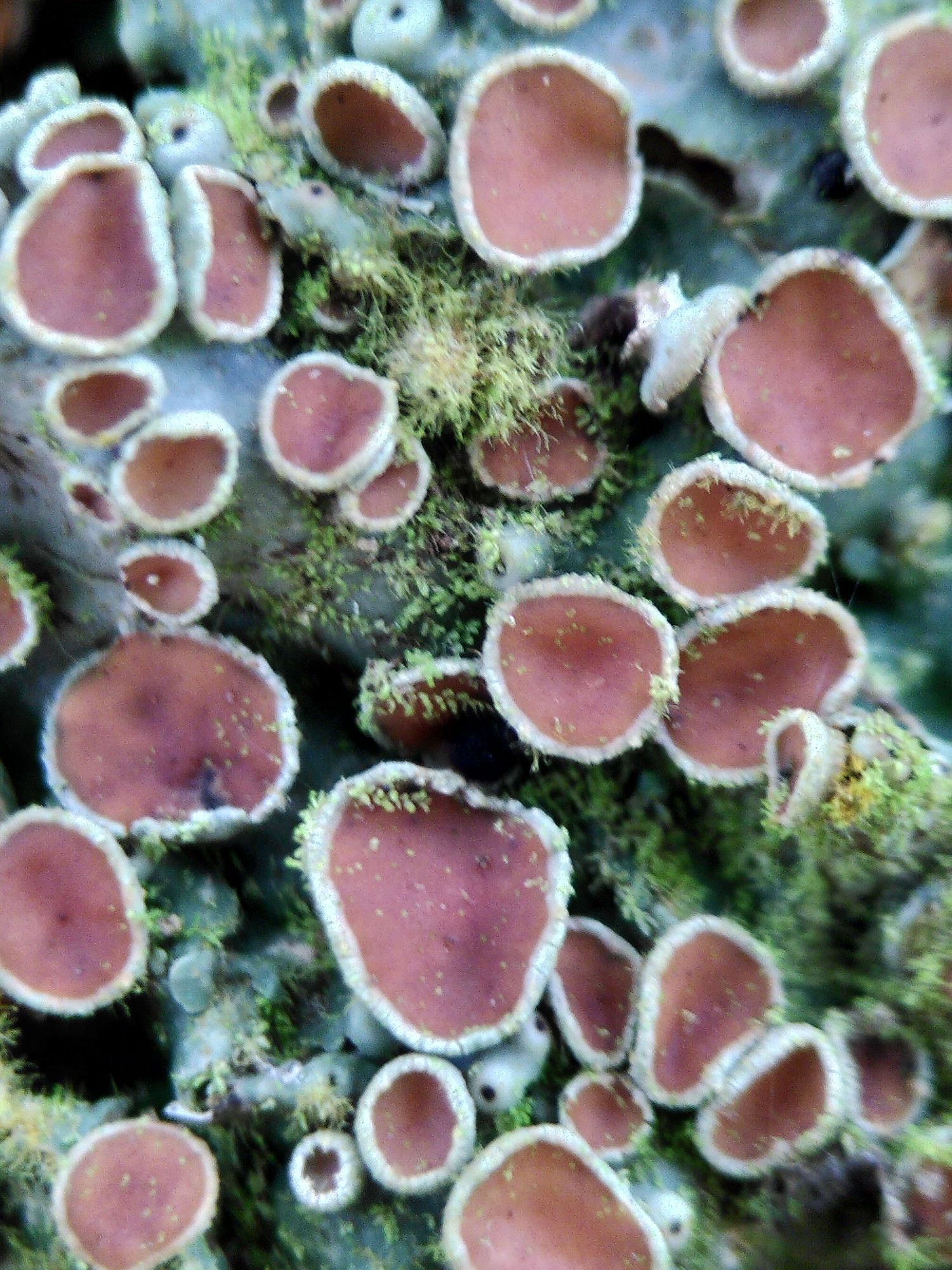 lichen Lobaria sp., apothecia (own photo)