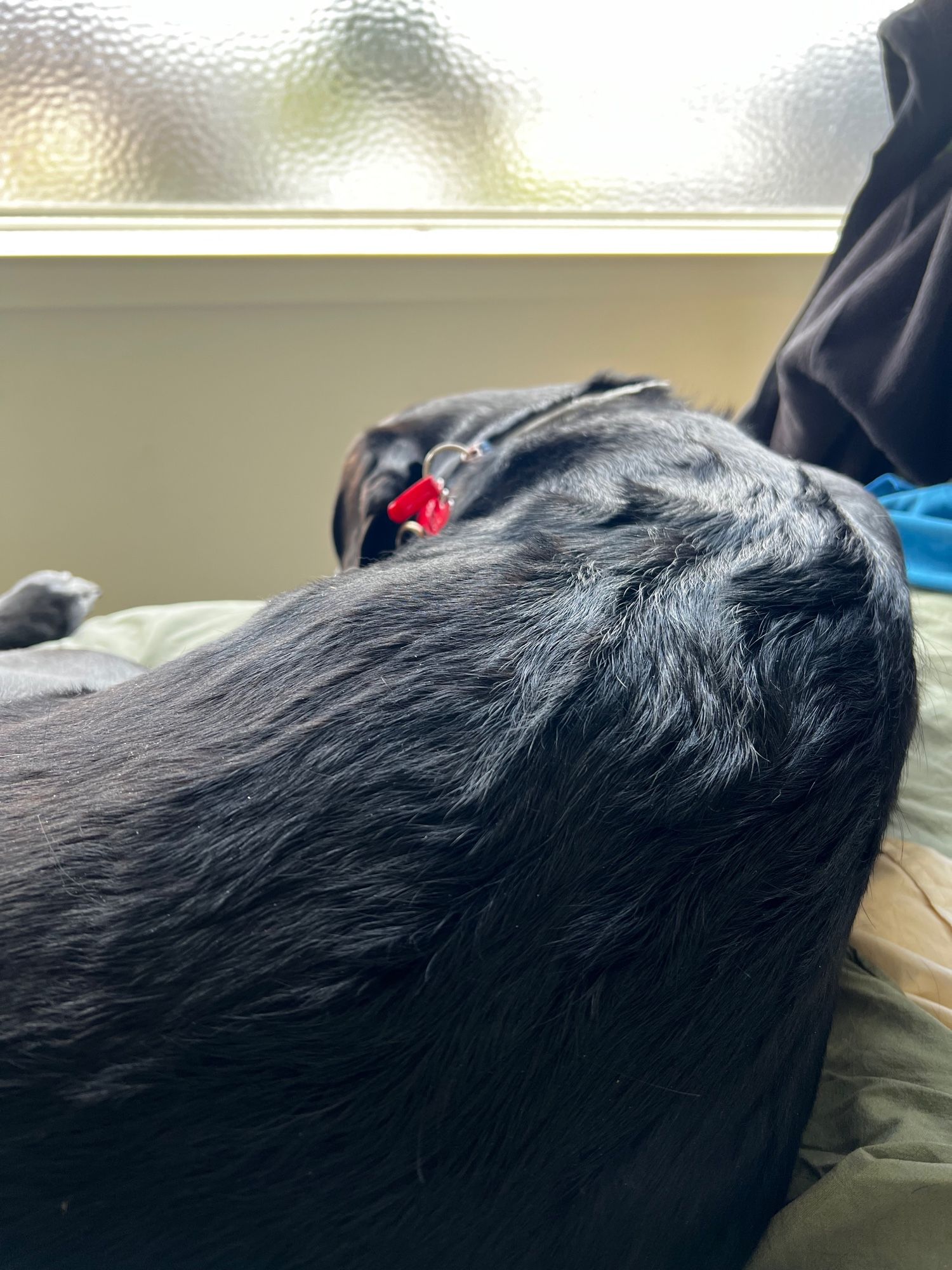 The back of a black half-golden retriever dog lying on the bed with visible swirls on his back. He is lying on a bed with a gentle sunlight shining on it.