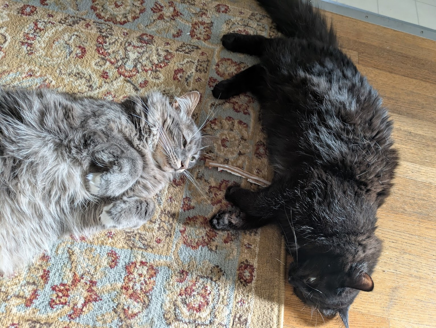 a fluffy grey tabby and a fluffy black kitten lying on a rug