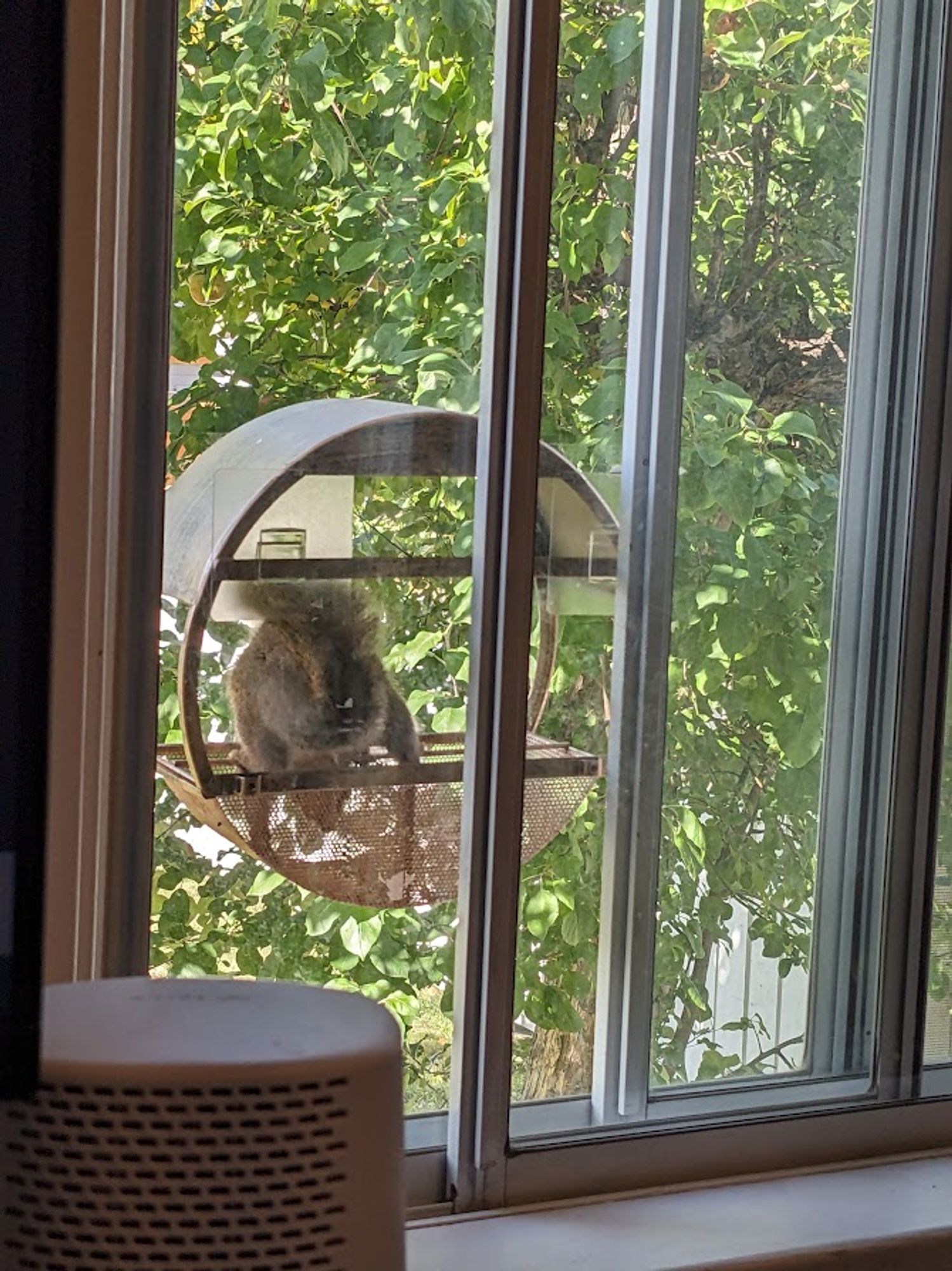 a squirrel digging sadly in an empty round metal bird feeder for the peanuts that were there a minute ago (before it took most of them and a bluejay took what was left)