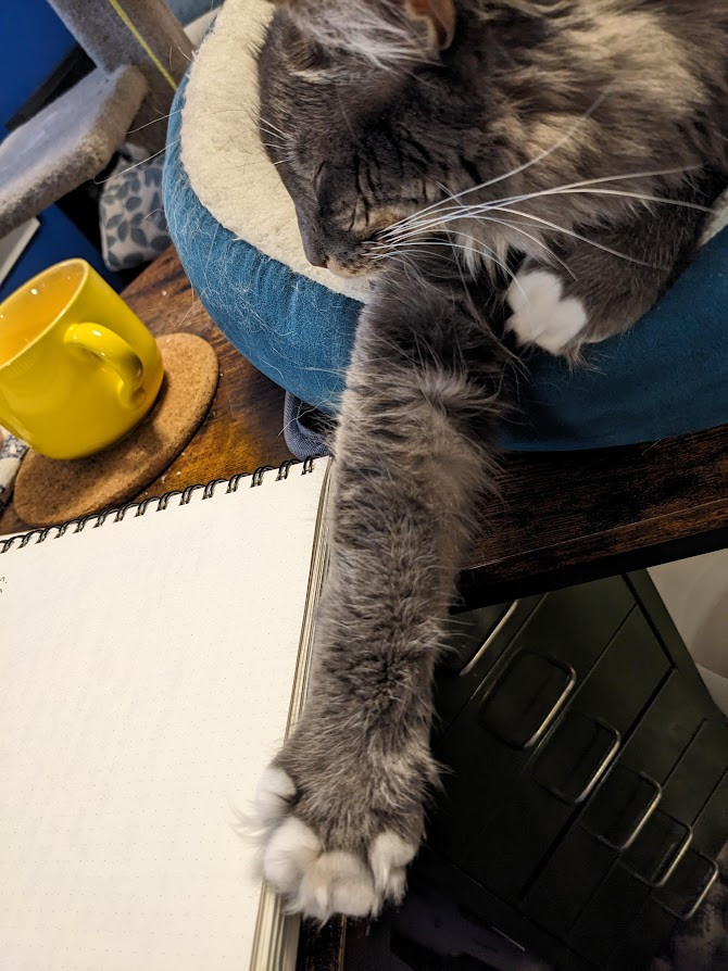 a fluffy grey tabby asleep in a round dark green cat bed, one paw curled under his chest, the other outstretched and touching the bottom part of a notebook