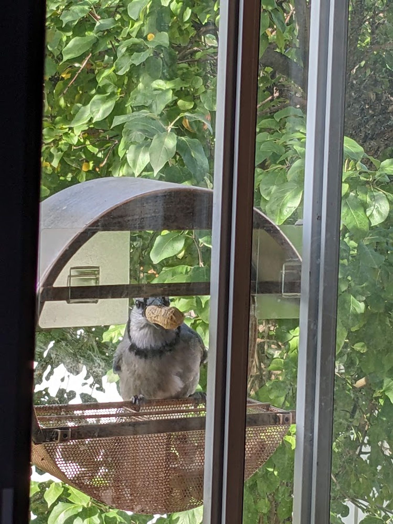 a blue jay perched on the food level of the round metal bird feeder, with a peanut in its beak, facing forward