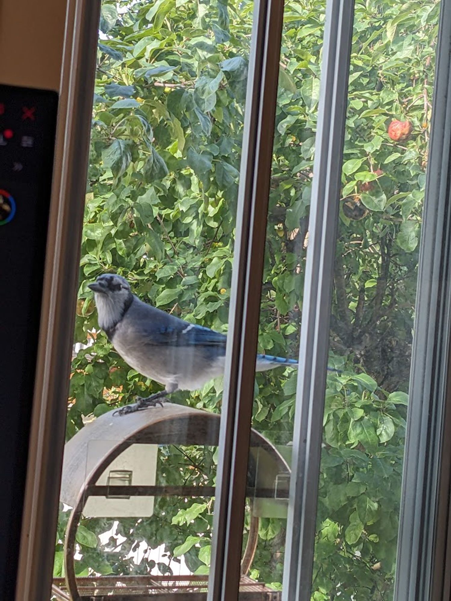 a blue jay sitting on the top of a round metal bird feeder