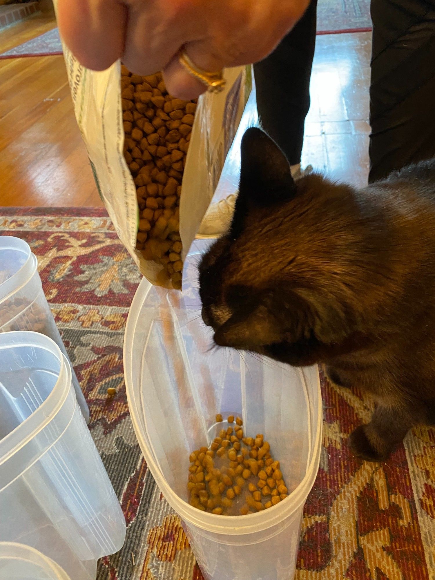 Happy Caturday! The cat is helping with the cat food this morning. So helpful.