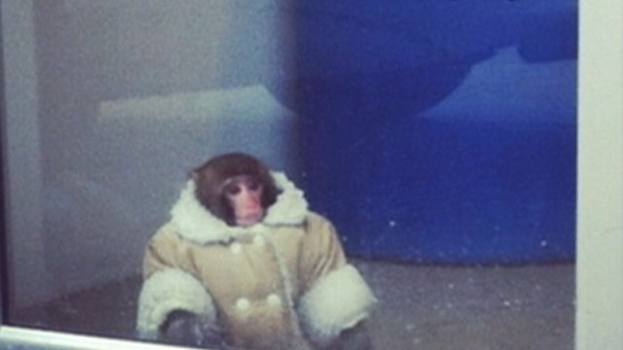 A picture of a monkey wearing a fur lined puffy brown coat.