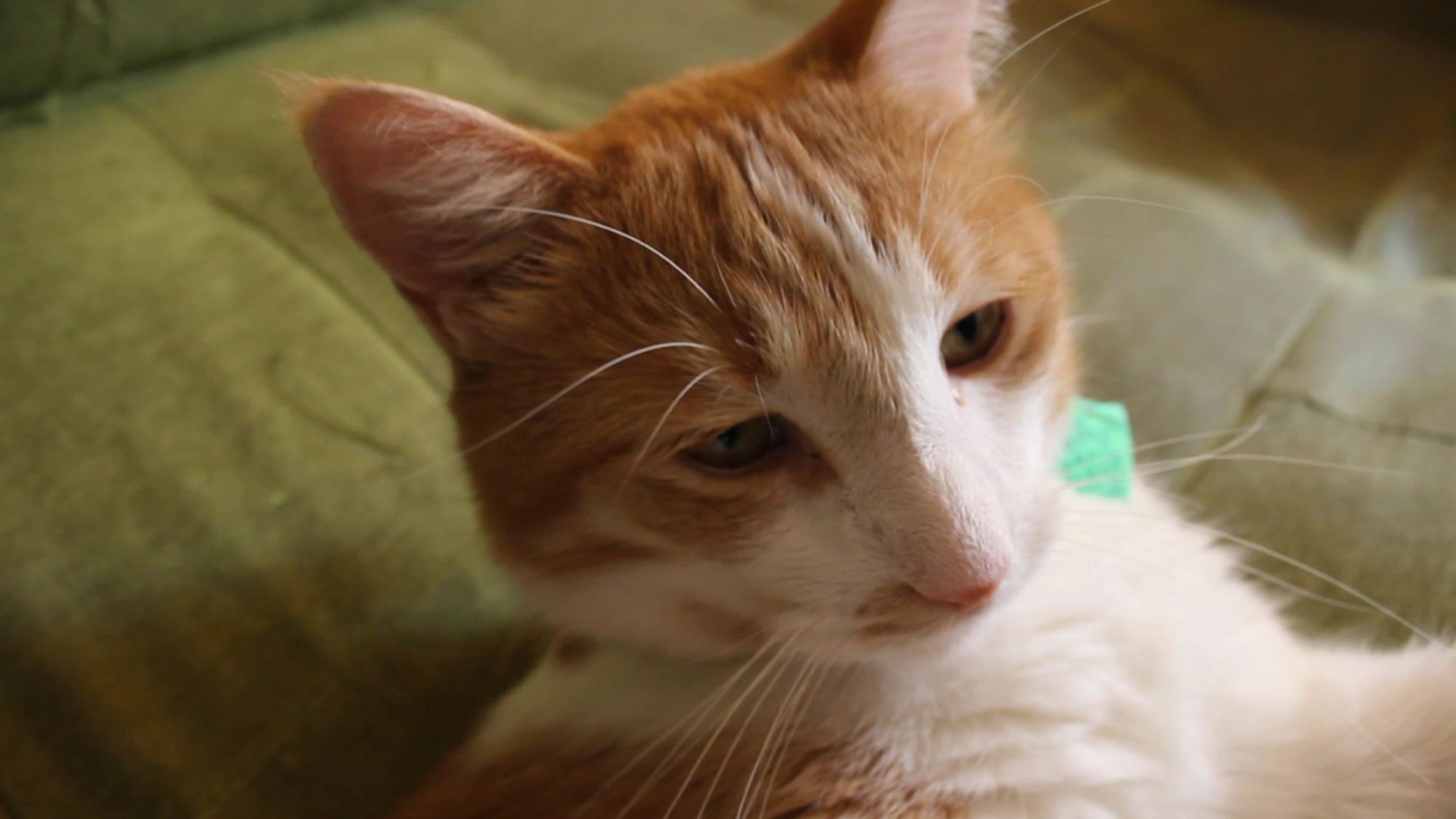 Orange and white cat, determined. He says, "Good morning Gonzobongos! Yes, it is grocery delivery day, but I am being very brave."