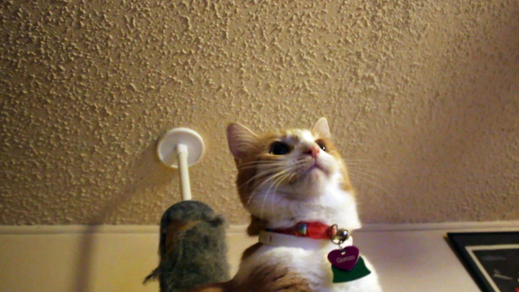 Orange and white cat on a cat tower. He says, "Good morning Gonzobongos! I have been running amok ha ha!"