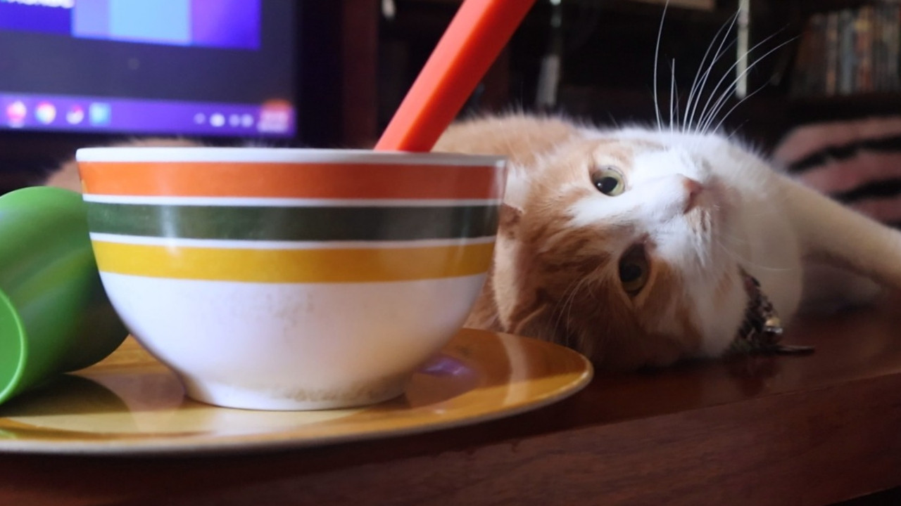 Orange and white cat lying on a table looking at a striped cereal bowl. He says, "Good morning Gonzobongos! Go ahead, eat your cereal without offering me any. I don't even like fruity pebbles anyway. See if I care."