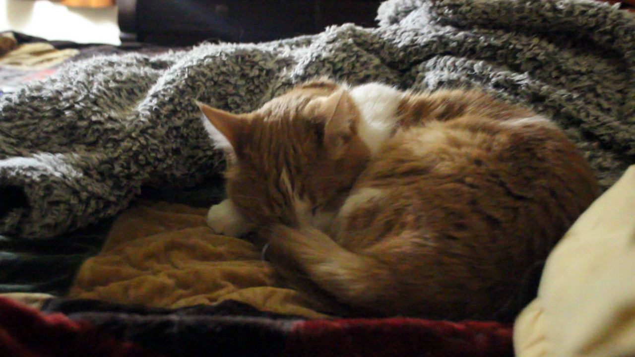 Orange and white cat sleeping peacefully on a bed. His behavior report is 100% good.