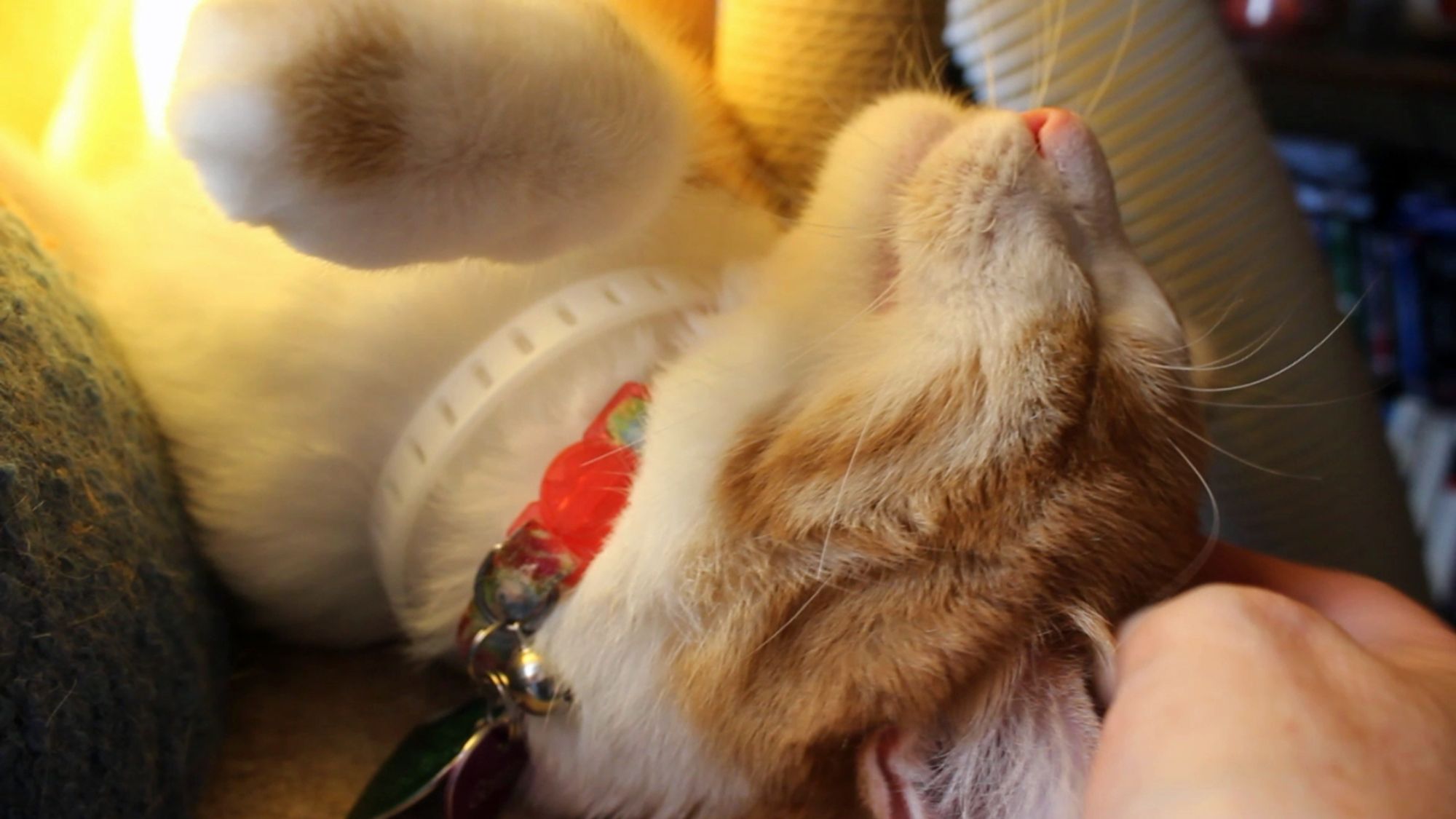 Orange and white cat being petted on his noggin. He says, "Good morning Gonzobongos! I hope that no disasters strike you today!"