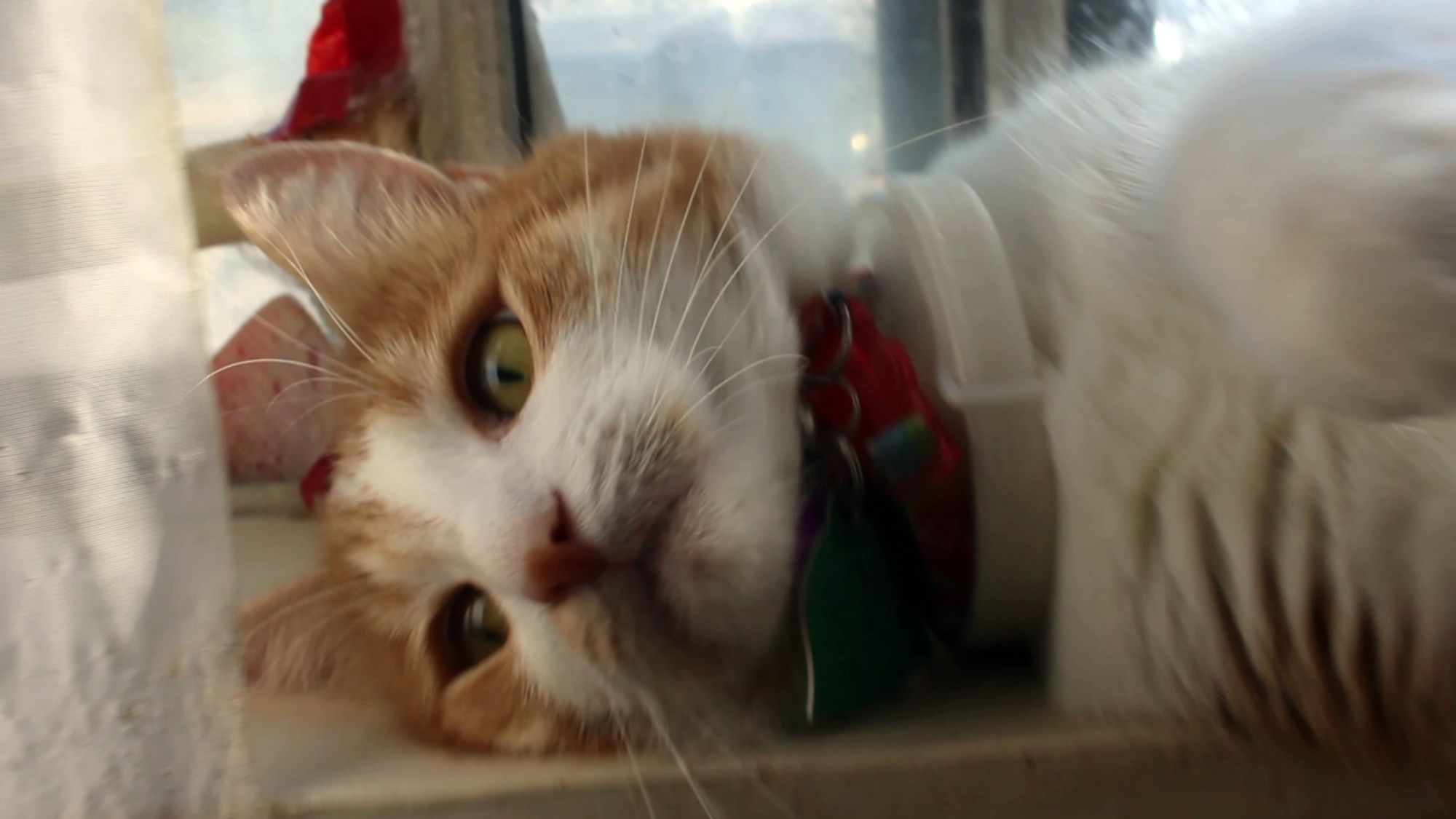 Orange and white cat on a windowsill, haunted. He says, "Good morning Gonzobongos! I have gazed too long into the abyss."