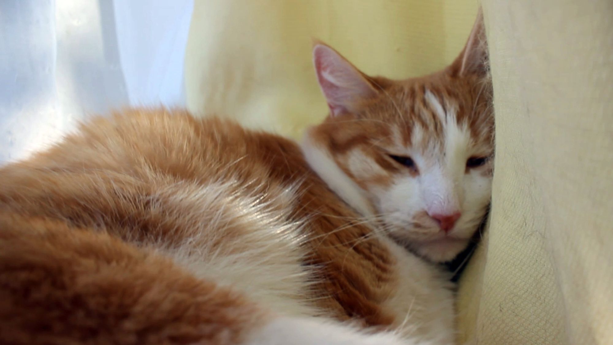 Orange and white cat looking bummed. His behavior report is 95% good, 5% harass of others.