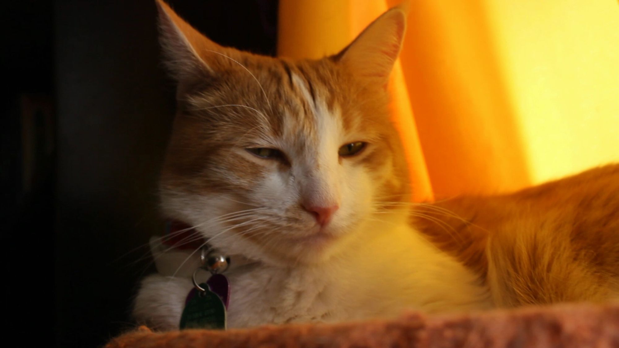 Orange and white cat. His behavior report is 100% good.